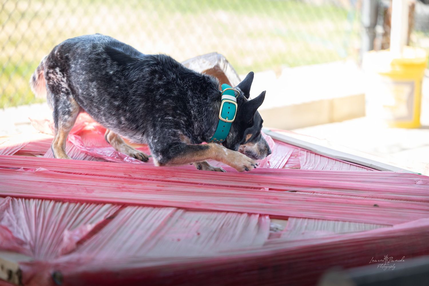 A black and white dog searches on top of a red surface during training.