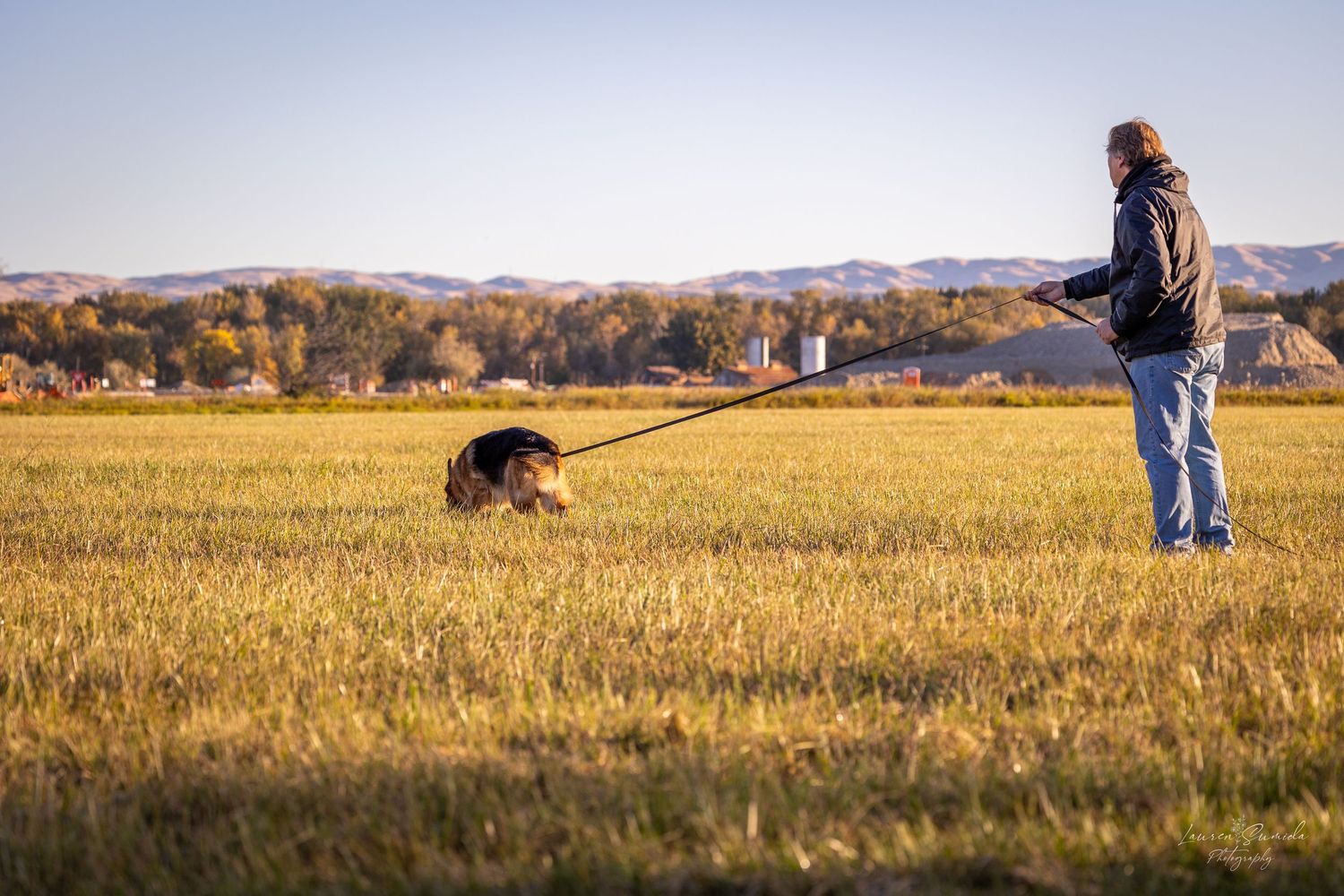 Working dog practicing recall commands in an autumn field with mountain backdrop.