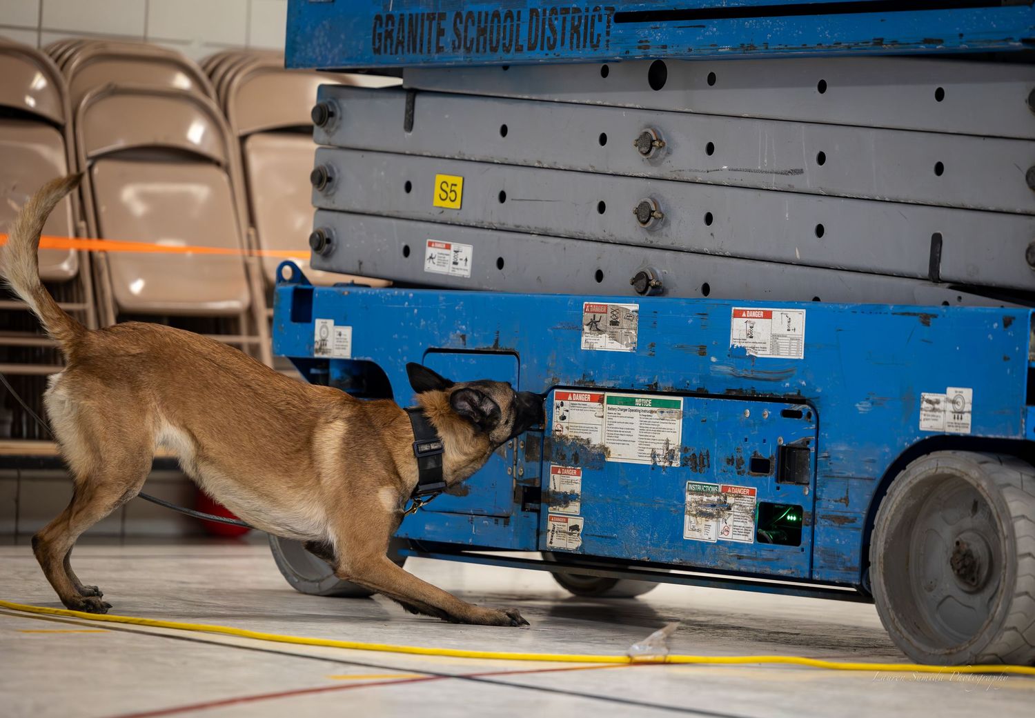 Belgian Malinois dog searches beneath blue machinery during detection training.