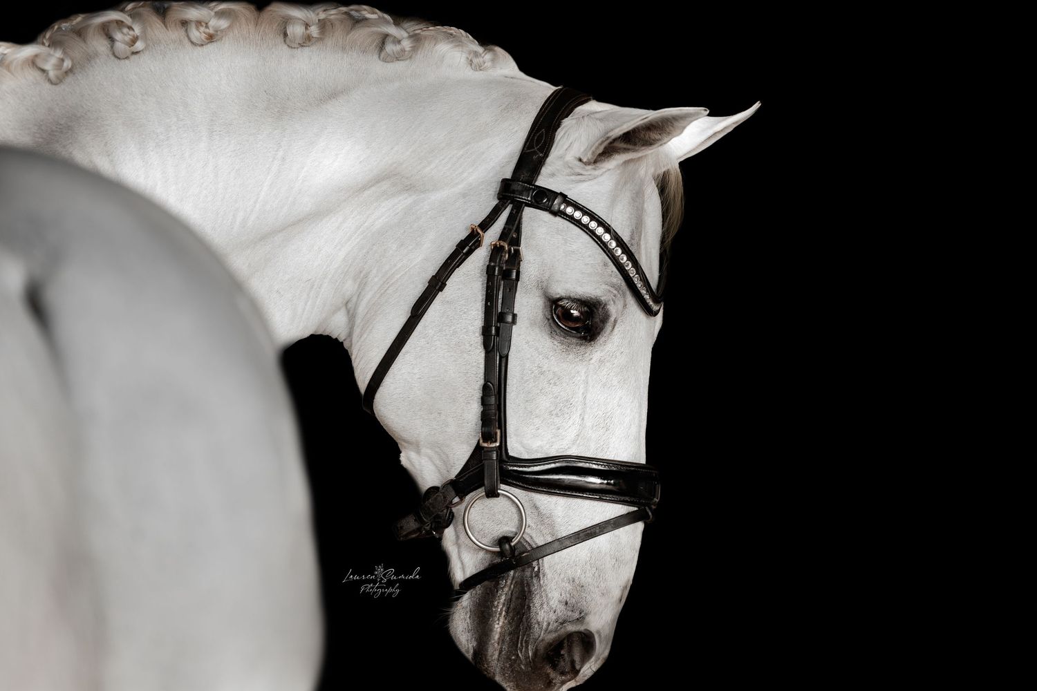 White horse wearing show bridle photographed against dark background.