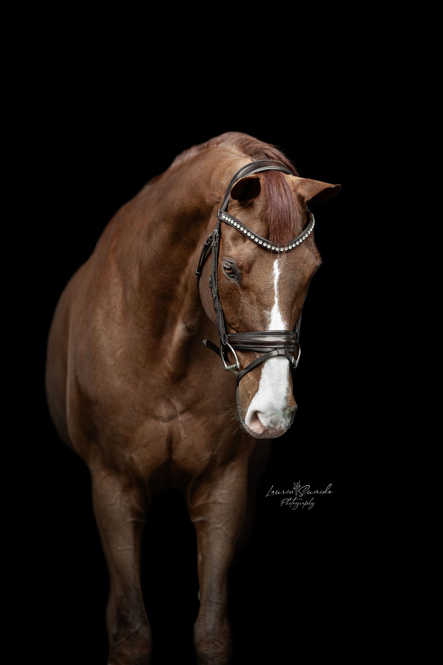 Close-up portrait of a brown horse with white blaze wearing black bridle against dark background.
