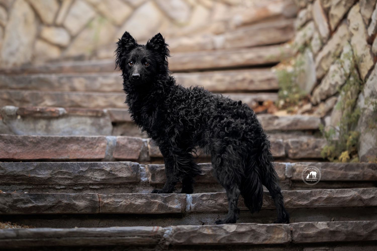 Black fluffy Mudi dog with perky ears standing on weathered stone steps beside a rustic stone wall.