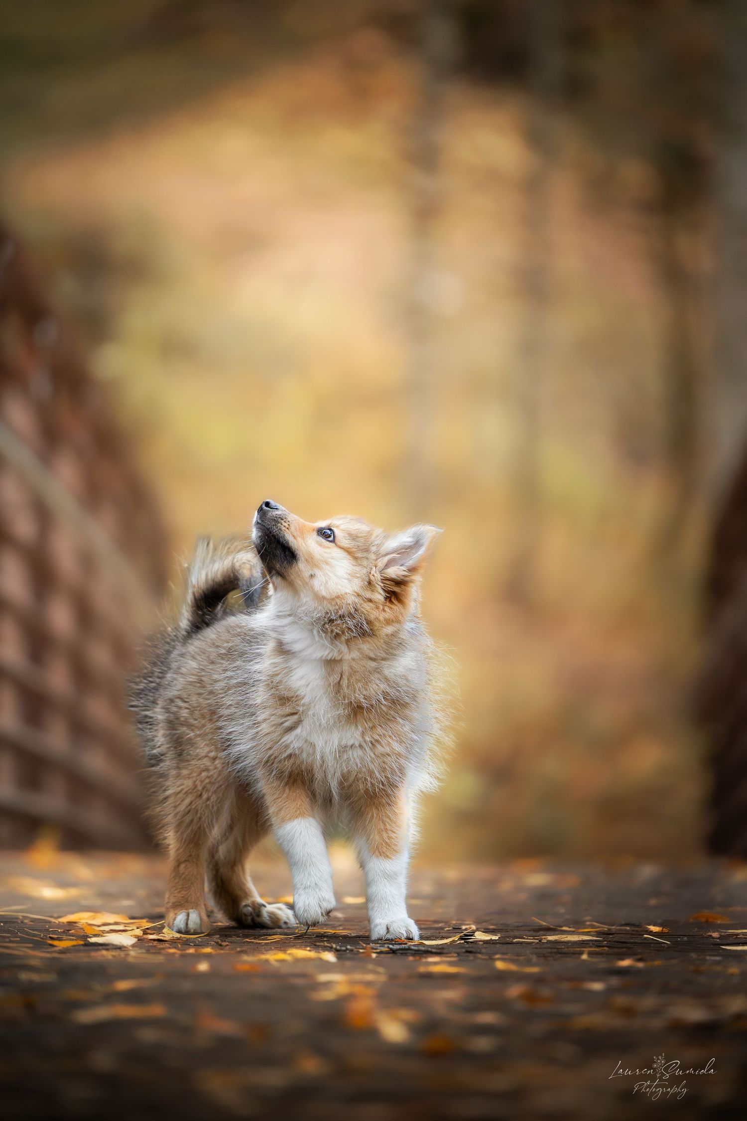 Fluffy puppy exploring fallen autumn leaves on forest path.