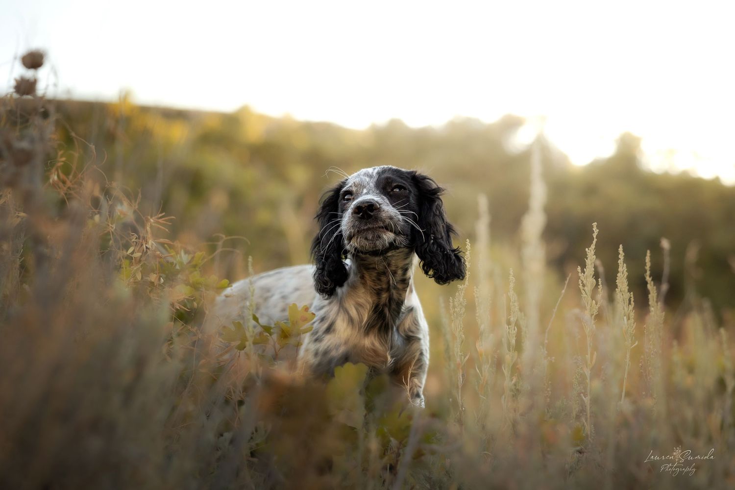 Black and white spaniel running through a meadow with mountains in the background.