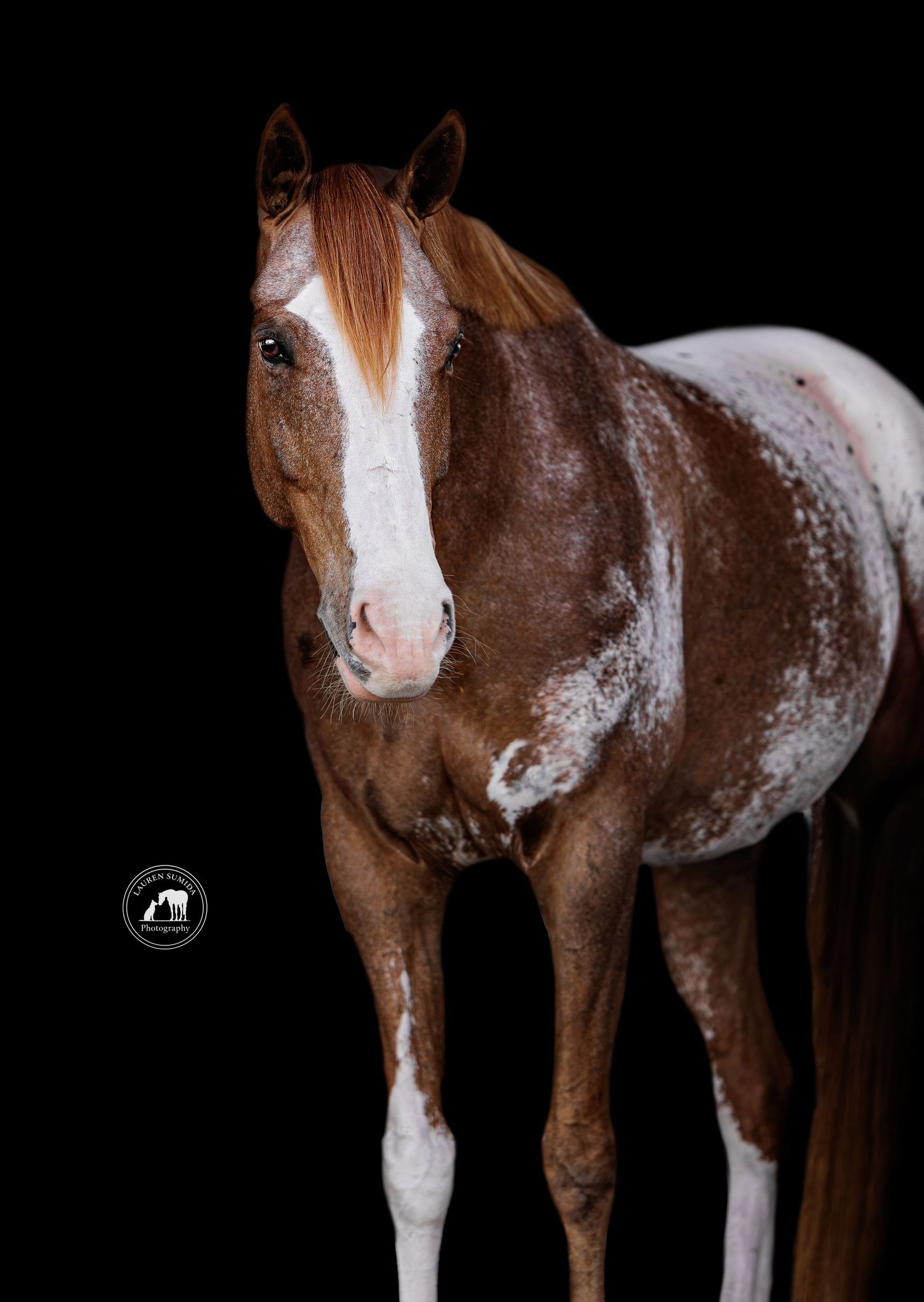 Brown and white spotted horse with distinctive facial markings against a black background.