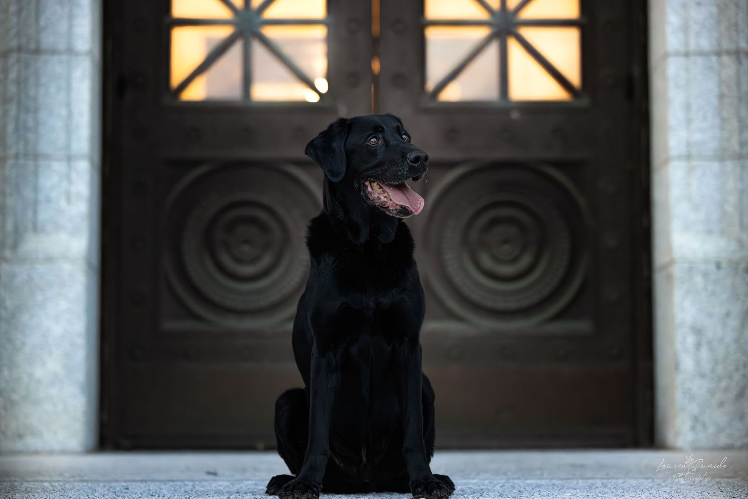 Dog silhouette against illuminated windows in architectural setting.