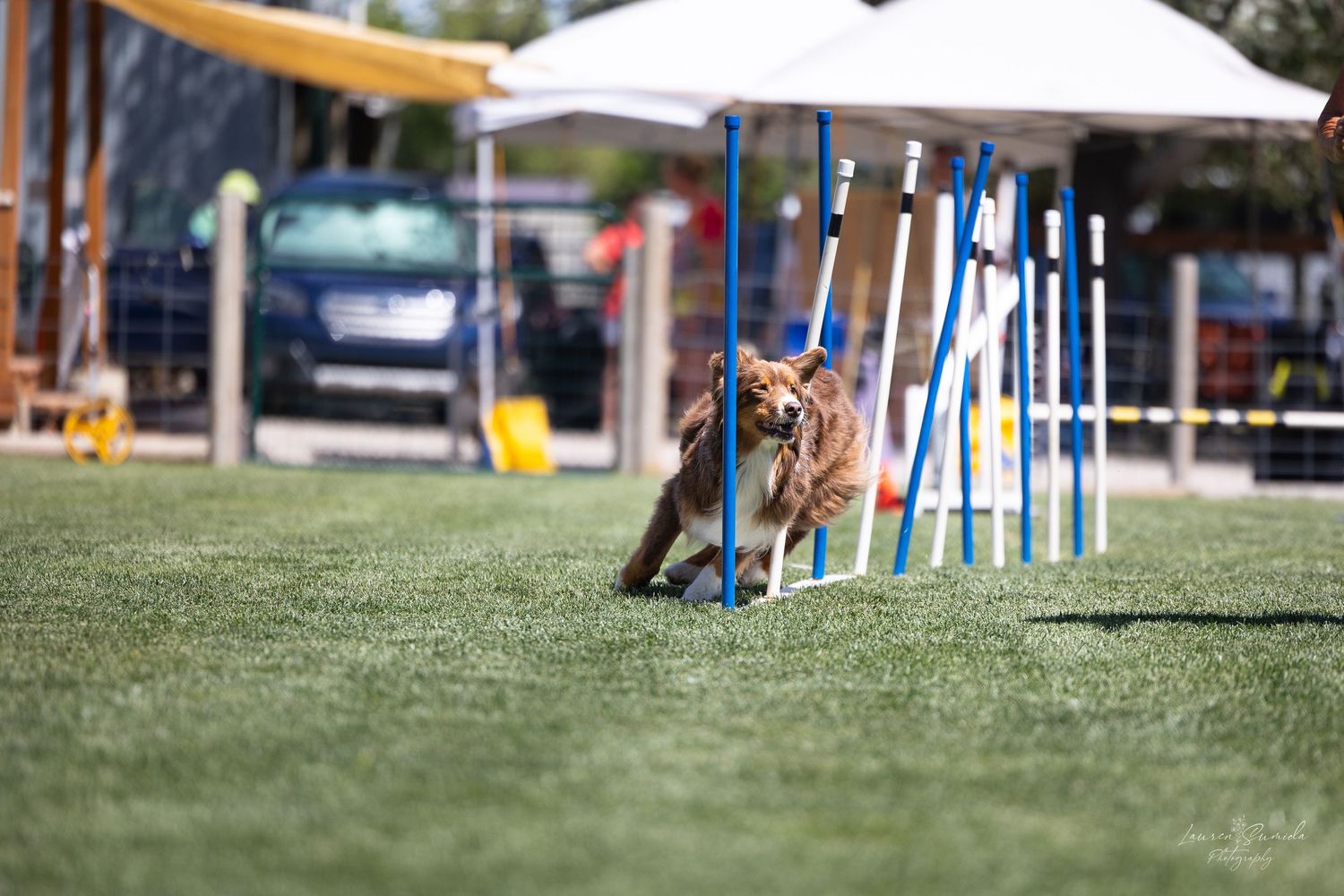 Dog navigating through blue and white weaving poles on outdoor agility course.