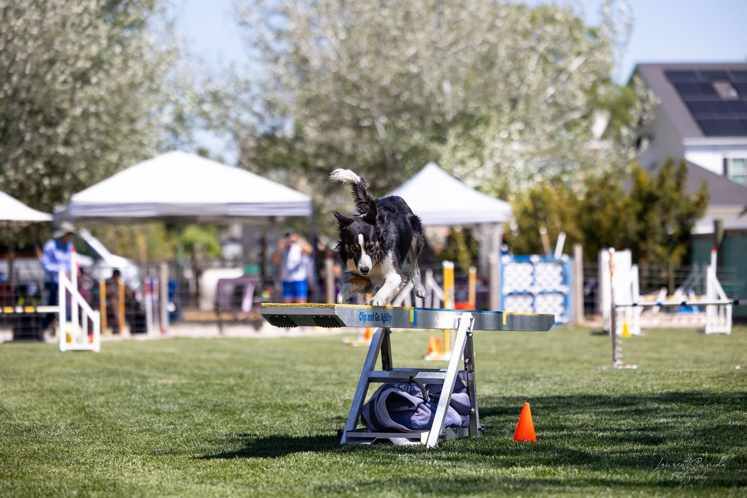 Sunny outdoor dog agility competition field with equipment and spectator areas.