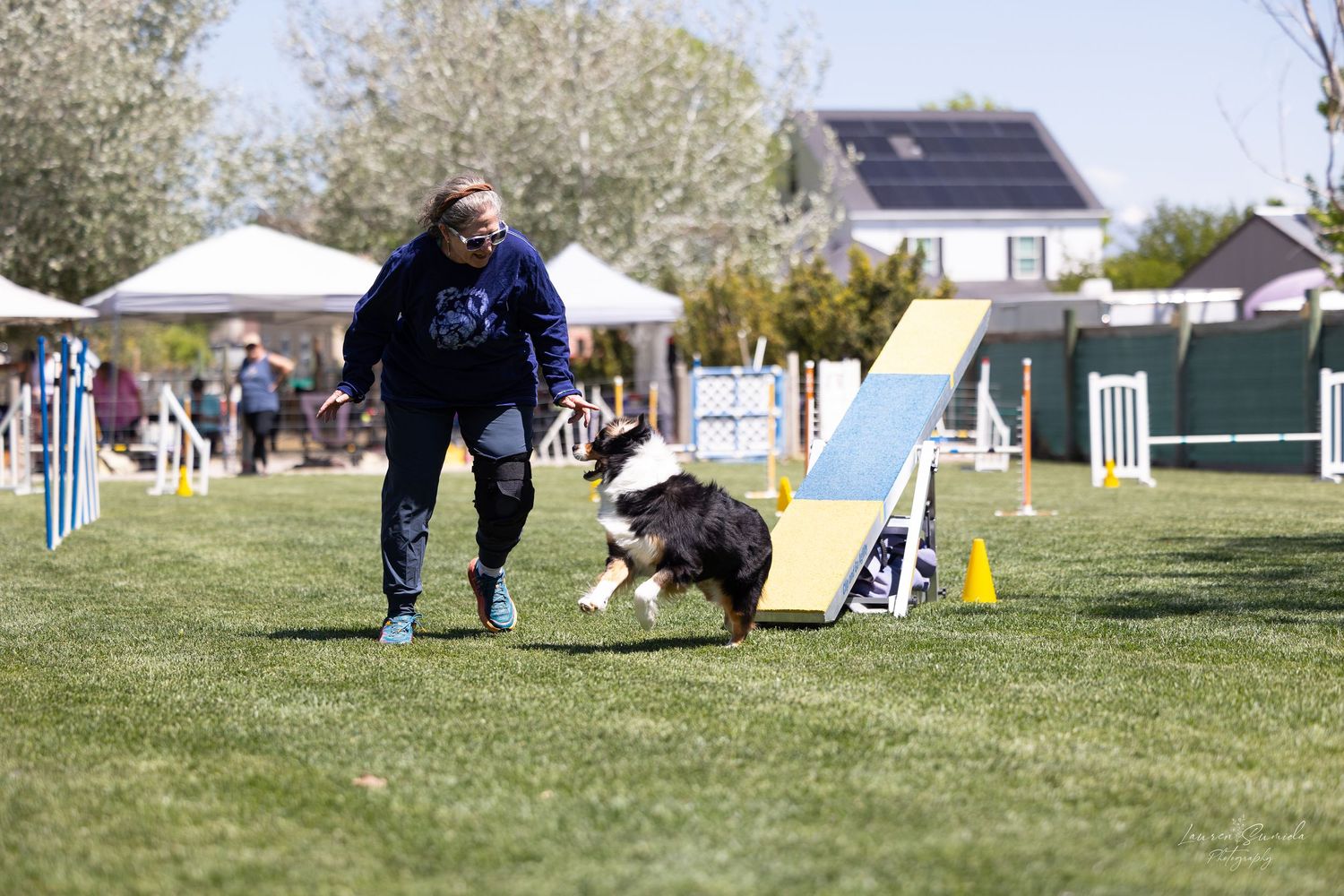 Dog racing through agility course with jumps and obstacles in backyard setting.