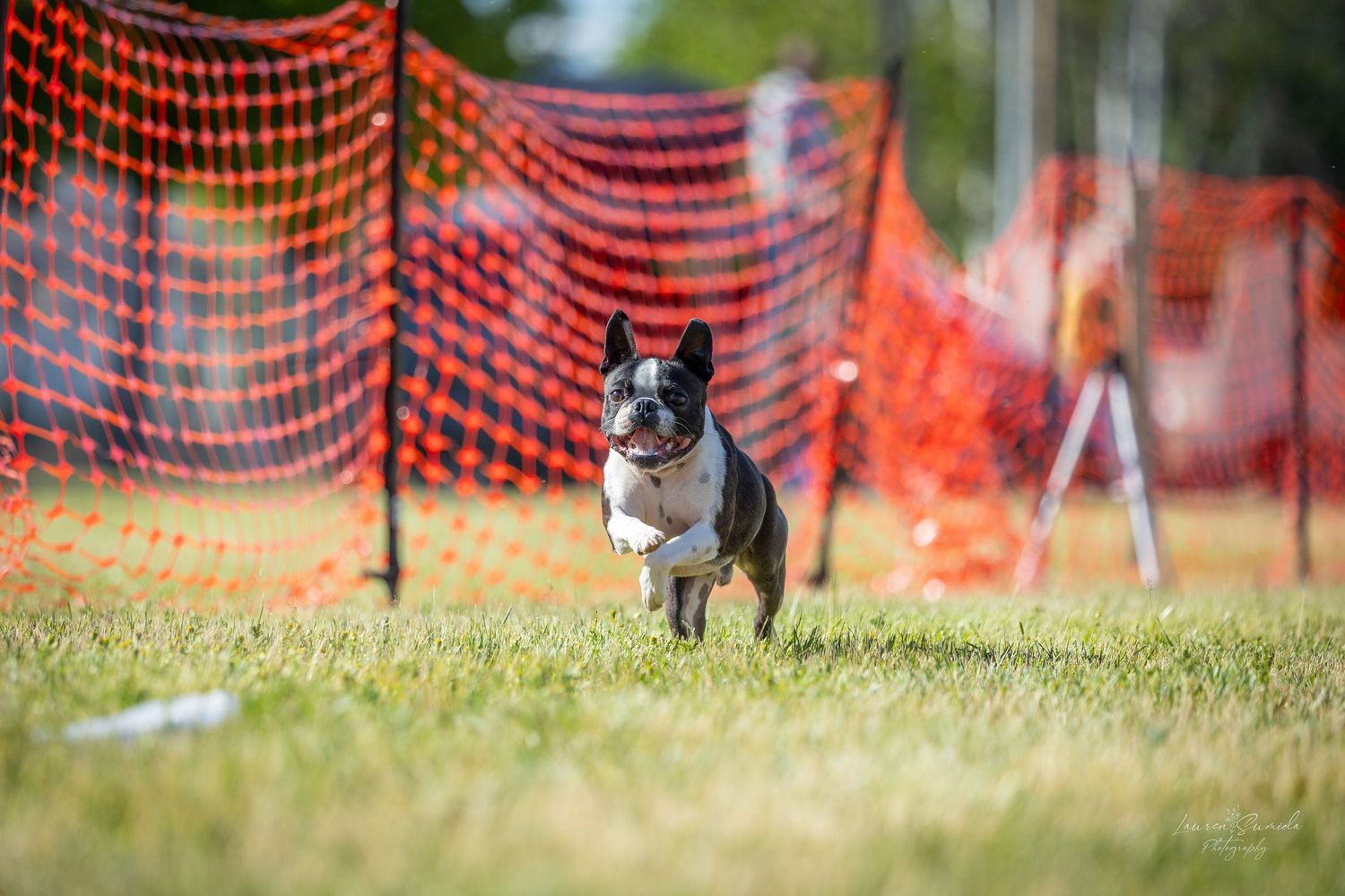 Boston terrier sprinting past orange safety barriers during an agility event.