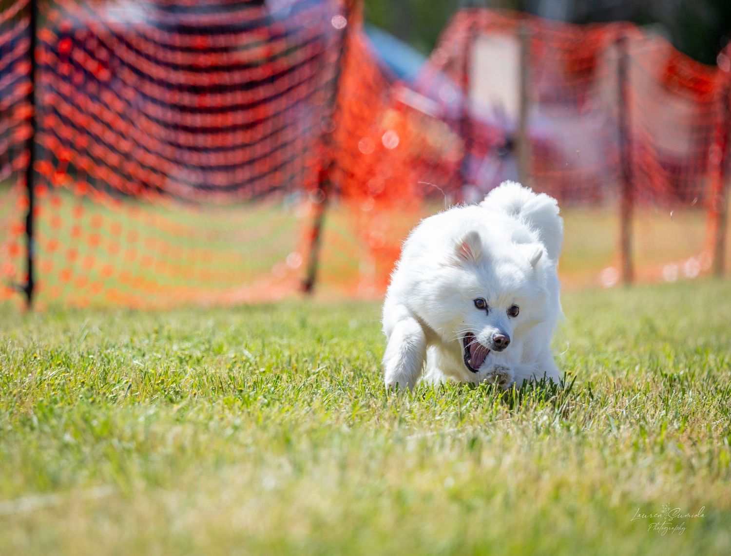 A fluffy white dog runs through grass near orange safety fencing on a bright day.