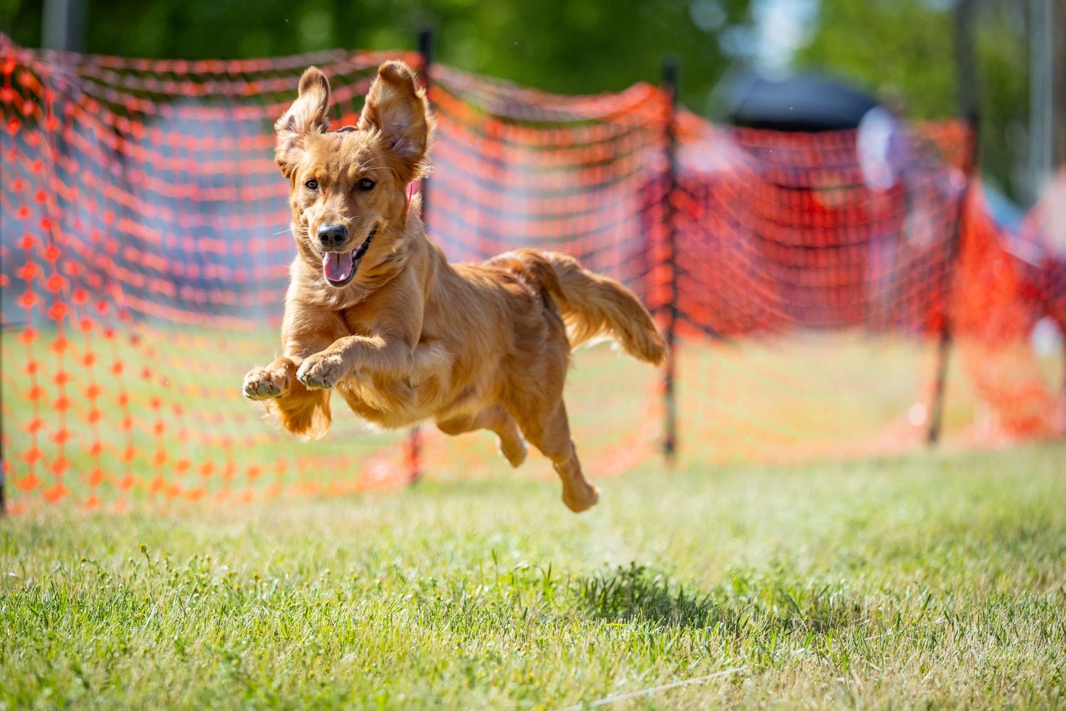 Tan dog leaping through the air on a grassy field with orange safety fencing in the background.