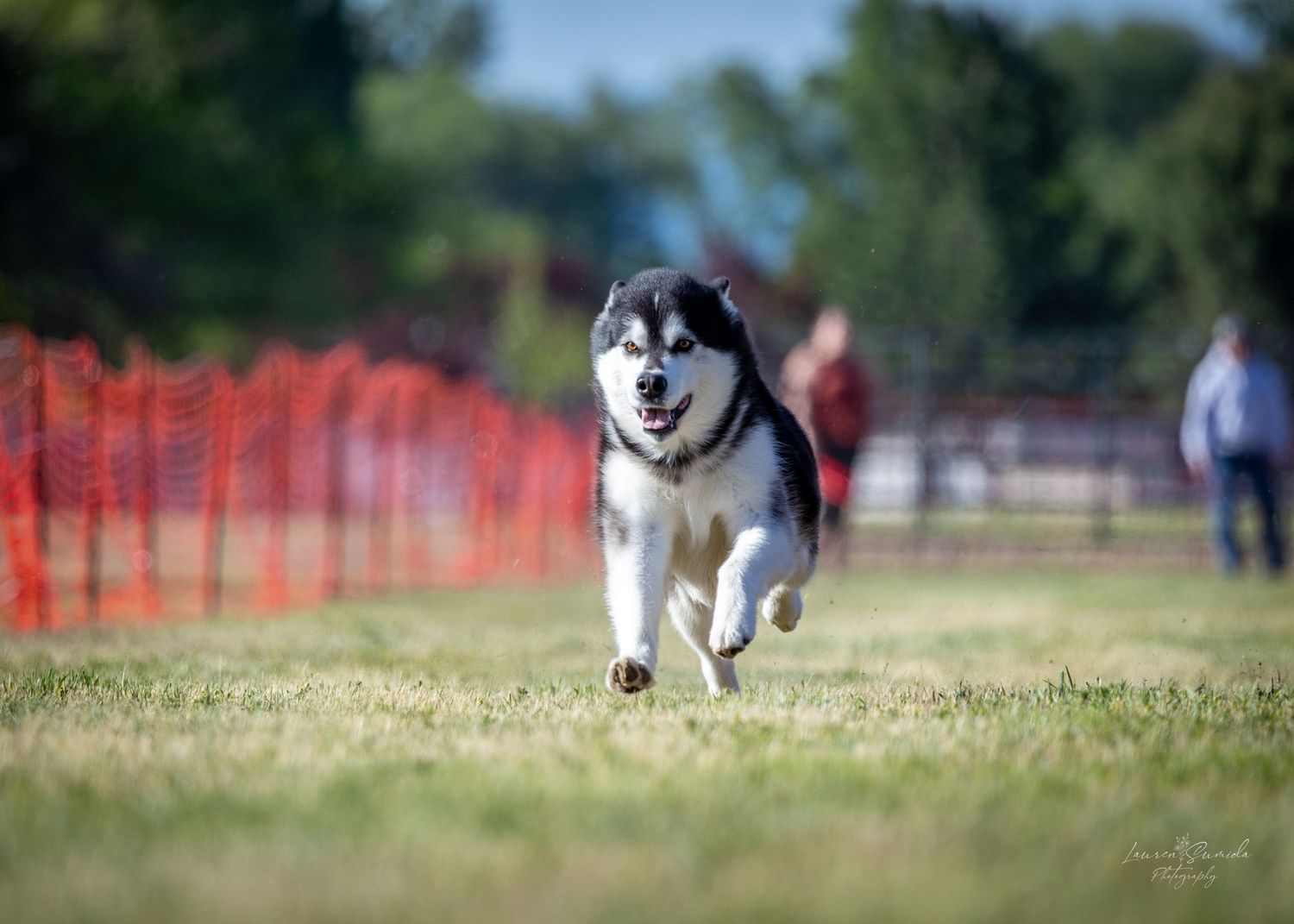 Black and white dog sprinting across grass field during agility competition with orange barriers.