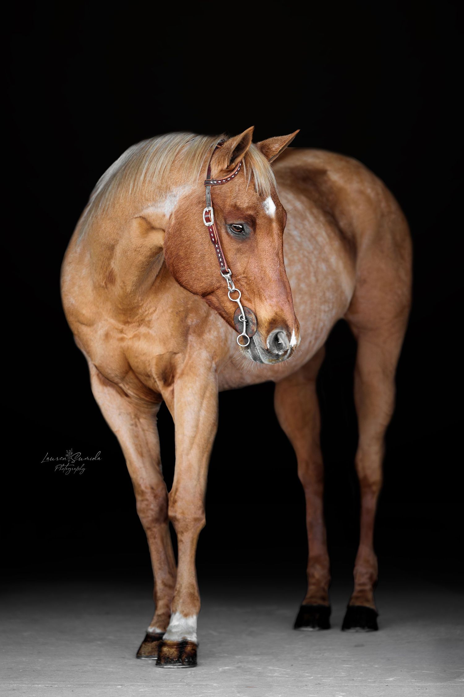 Palomino horse with bridle photographed from low angle against dark background.