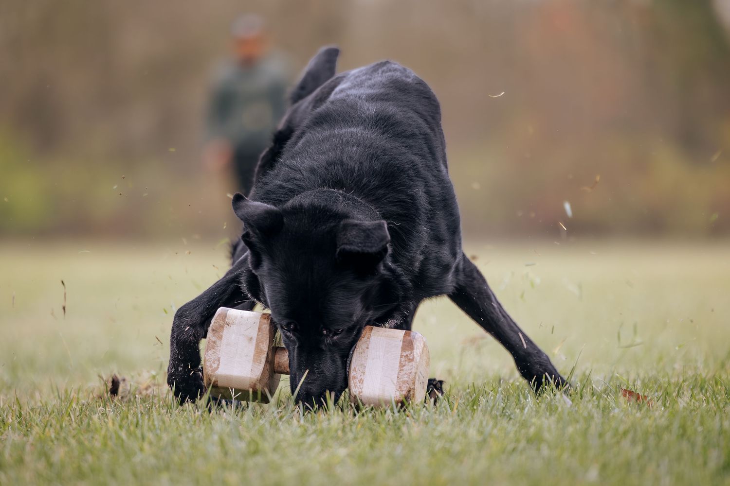 Black dog intensely focused on training equipment during outdoor exercise.