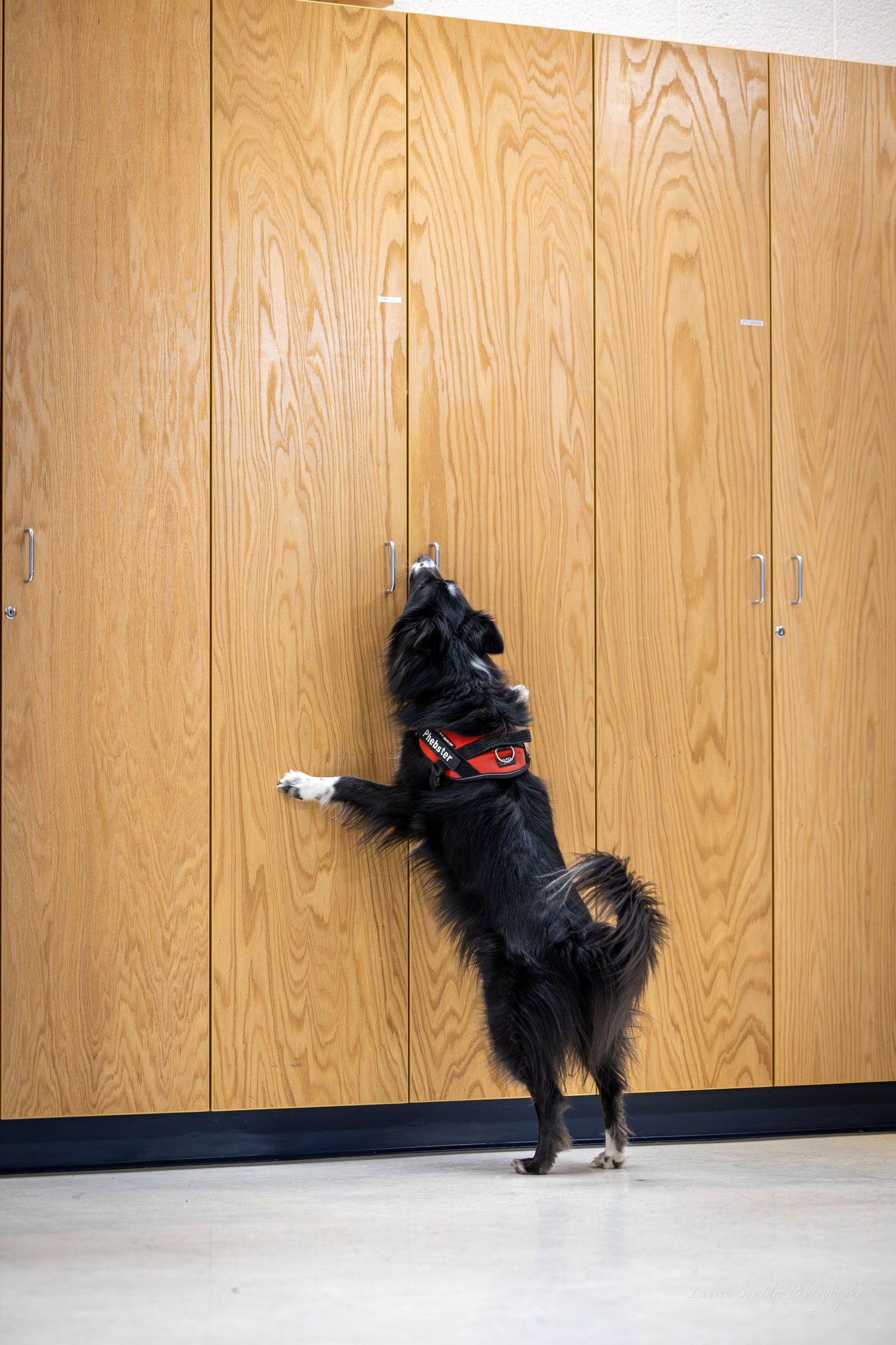 Black dog performs wall search exercise along wooden paneled surface.