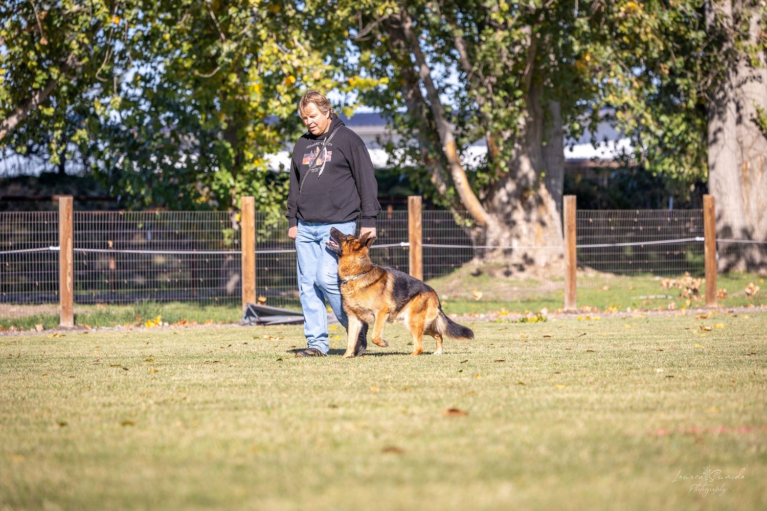 Multiple dog training sessions occurring simultaneously in a fenced training yard.