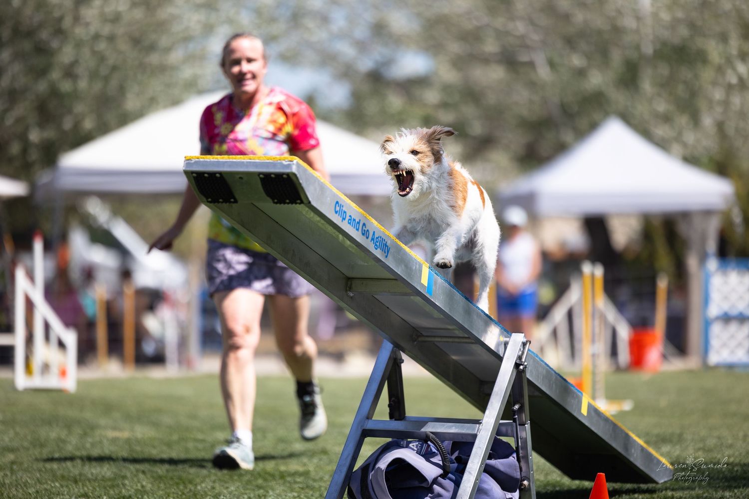 Dogs demonstrate agility skills on outdoor obstacle courses during a competition event.