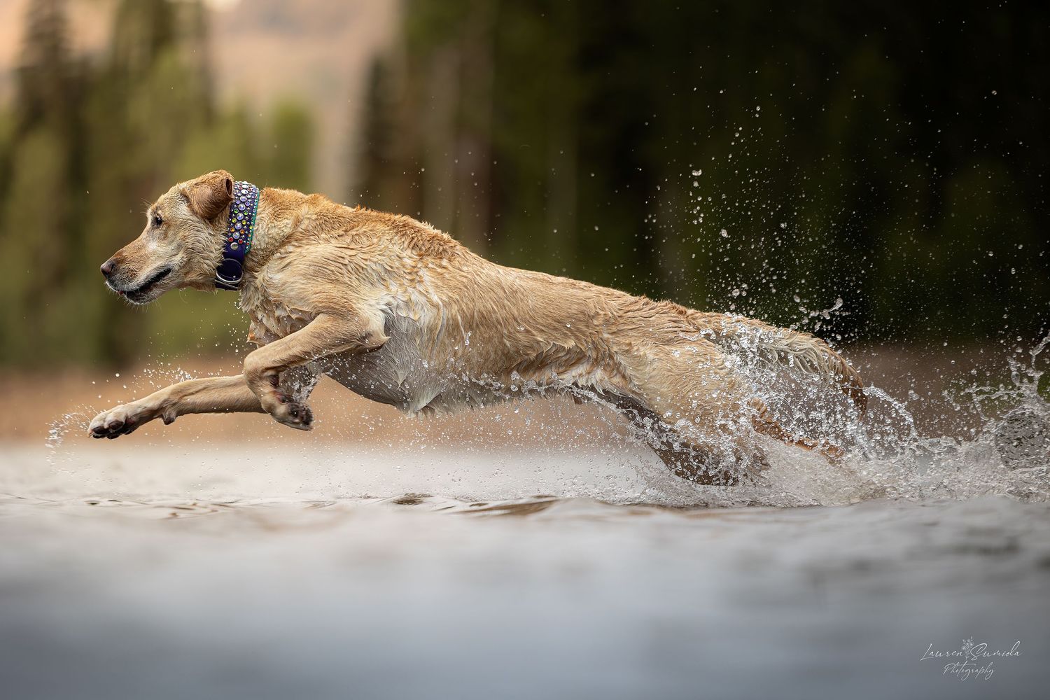 Dog running and splashing through snow with dynamic motion captured in sequence.