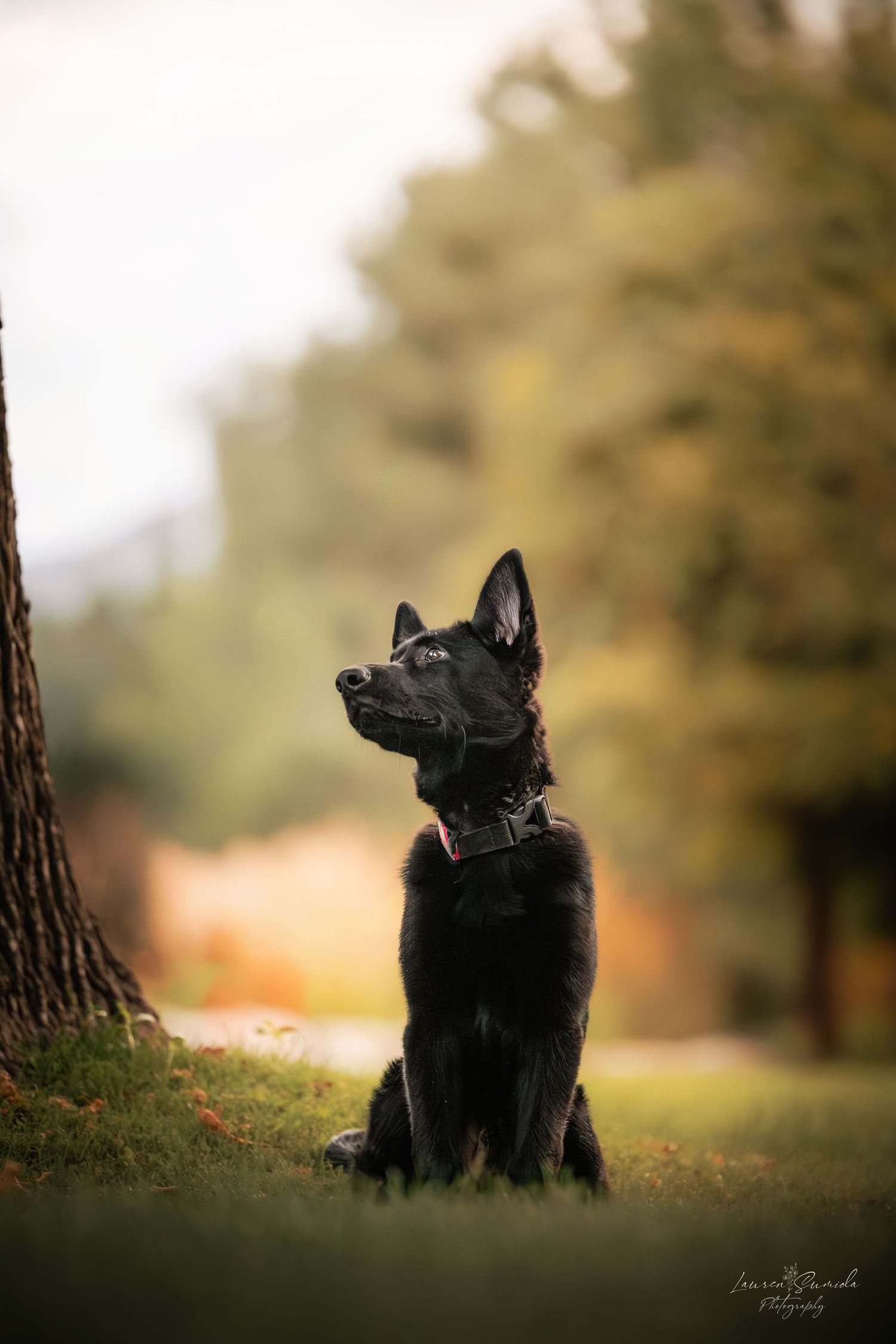 Black dog sits attentively in autumn forest with soft focus background.