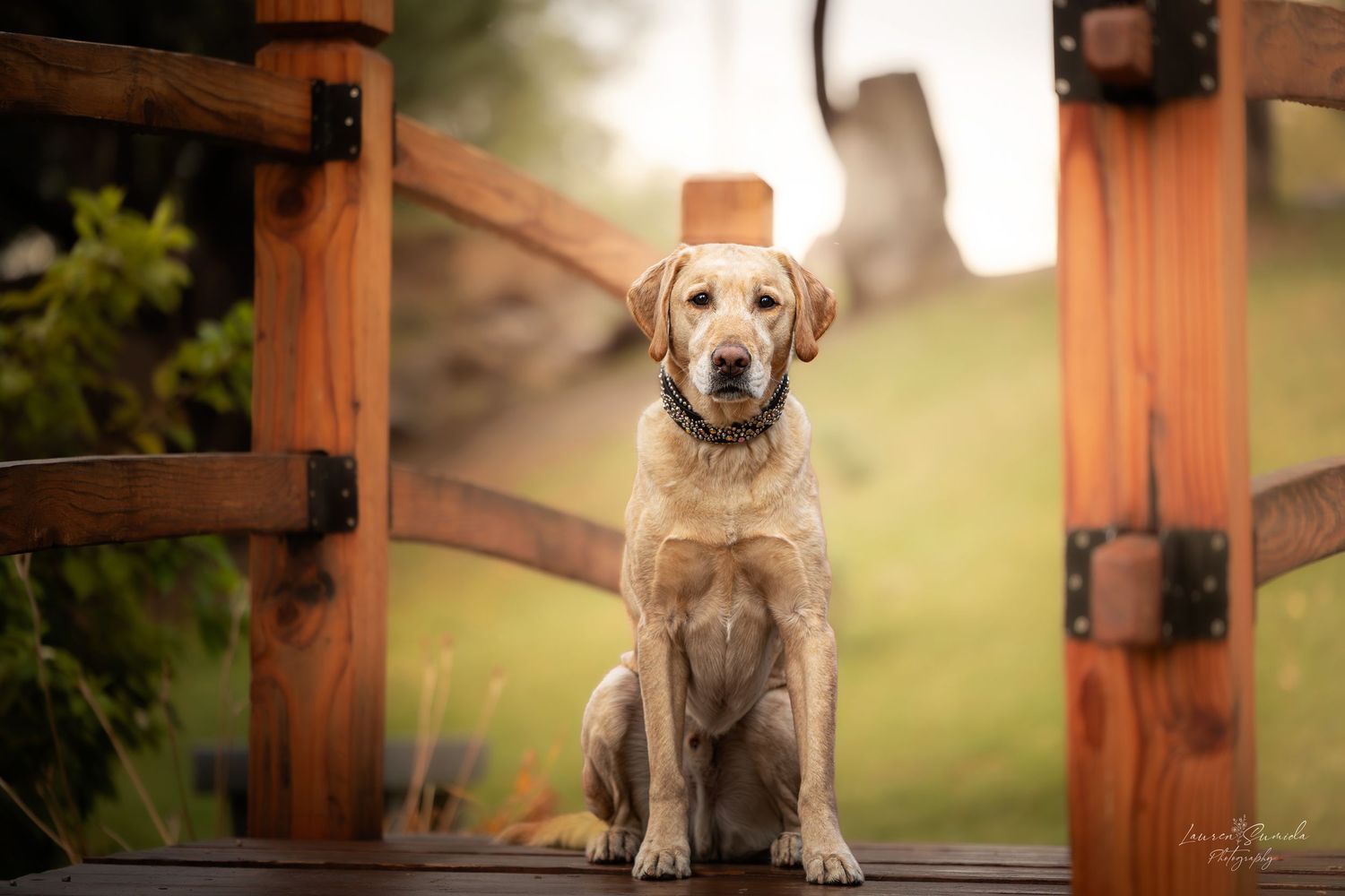 Golden retrievers sitting by wooden fence posts in warm sunlight.