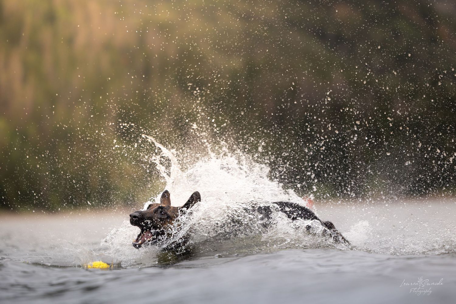 Black dog splashing through water creating dramatic spray effects.