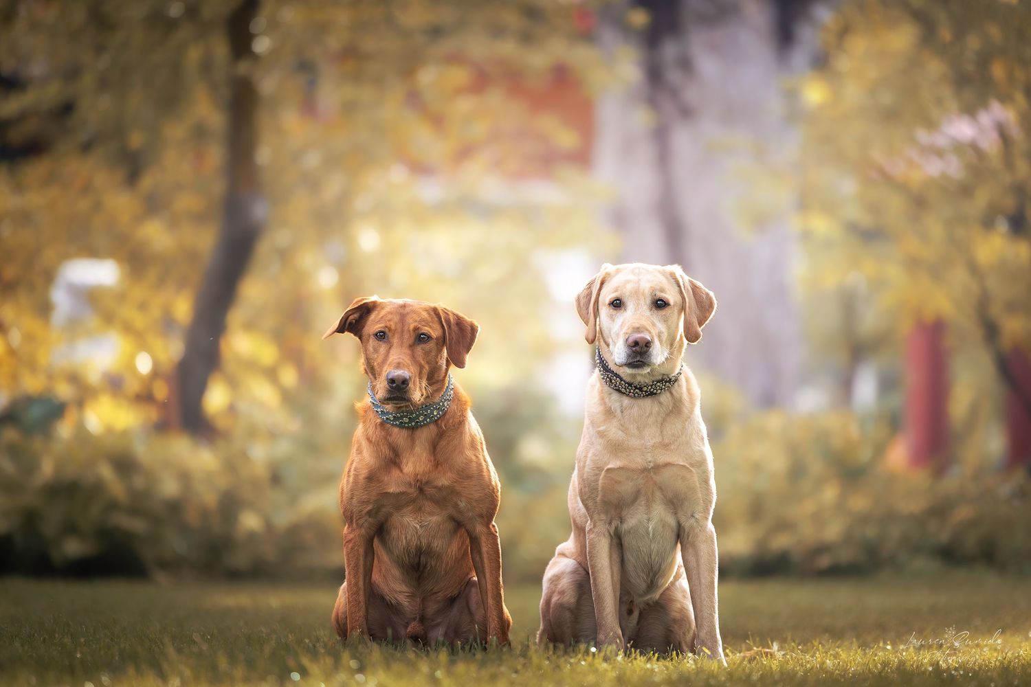 Two Labrador Retrievers, one yellow and one brown, sitting together in an autumn park setting.