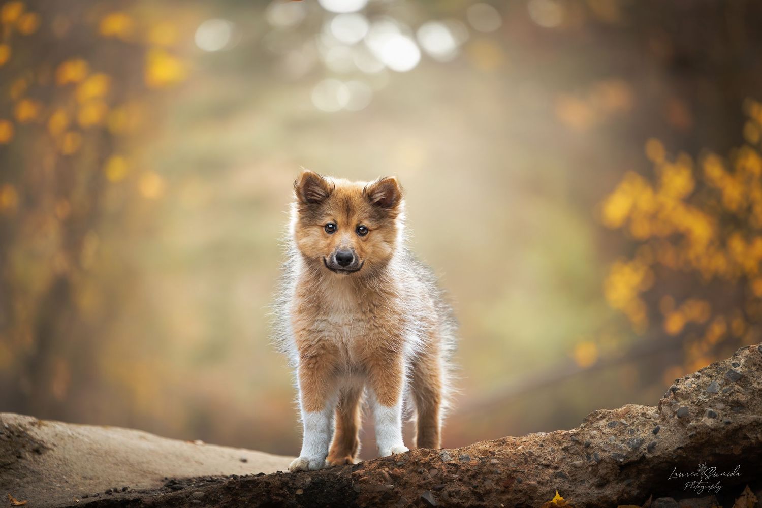 Shetland Sheepdog puppy standing confidently on log with autumn colors in background.