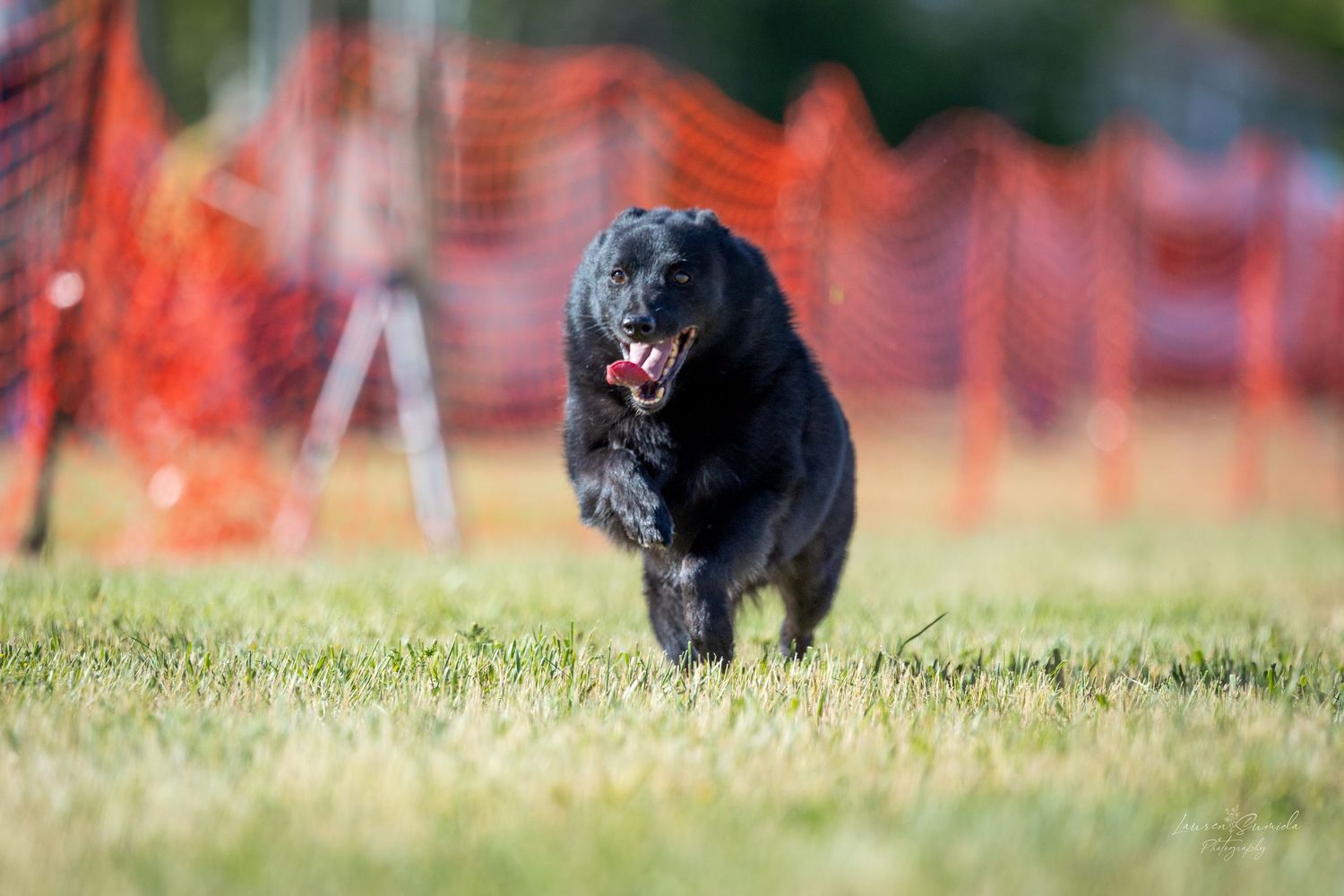 Black dog running at full speed on grass with orange mesh fence in background.