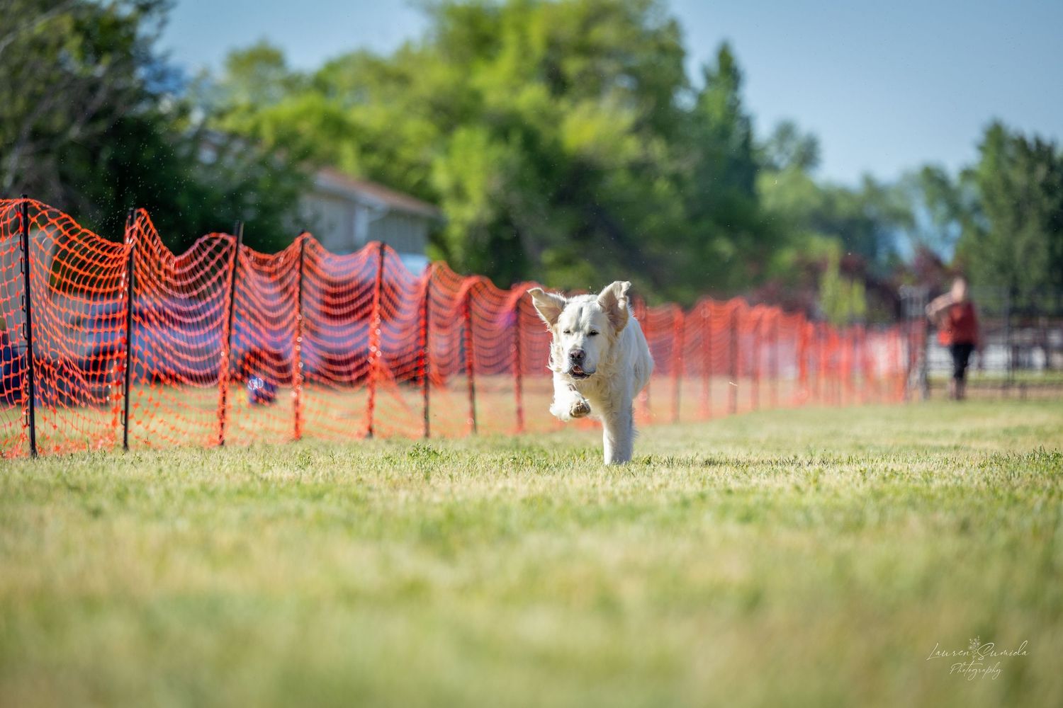 White dog navigating through an outdoor obstacle course with orange safety netting.