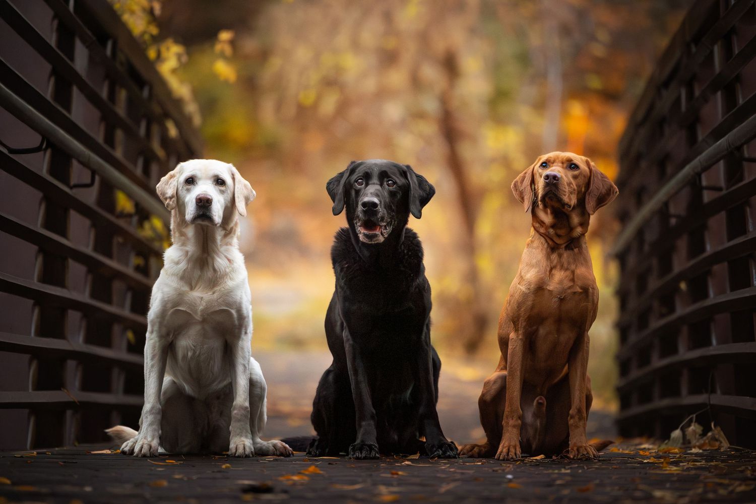 Group of puppies in different colors sitting in a row on wooden bridge with autumn backdrop.