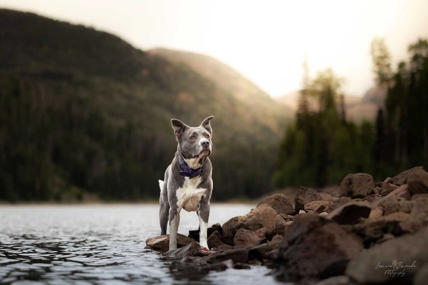 Dogs exploring rocky shoreline at sunset with mountain lake in background.