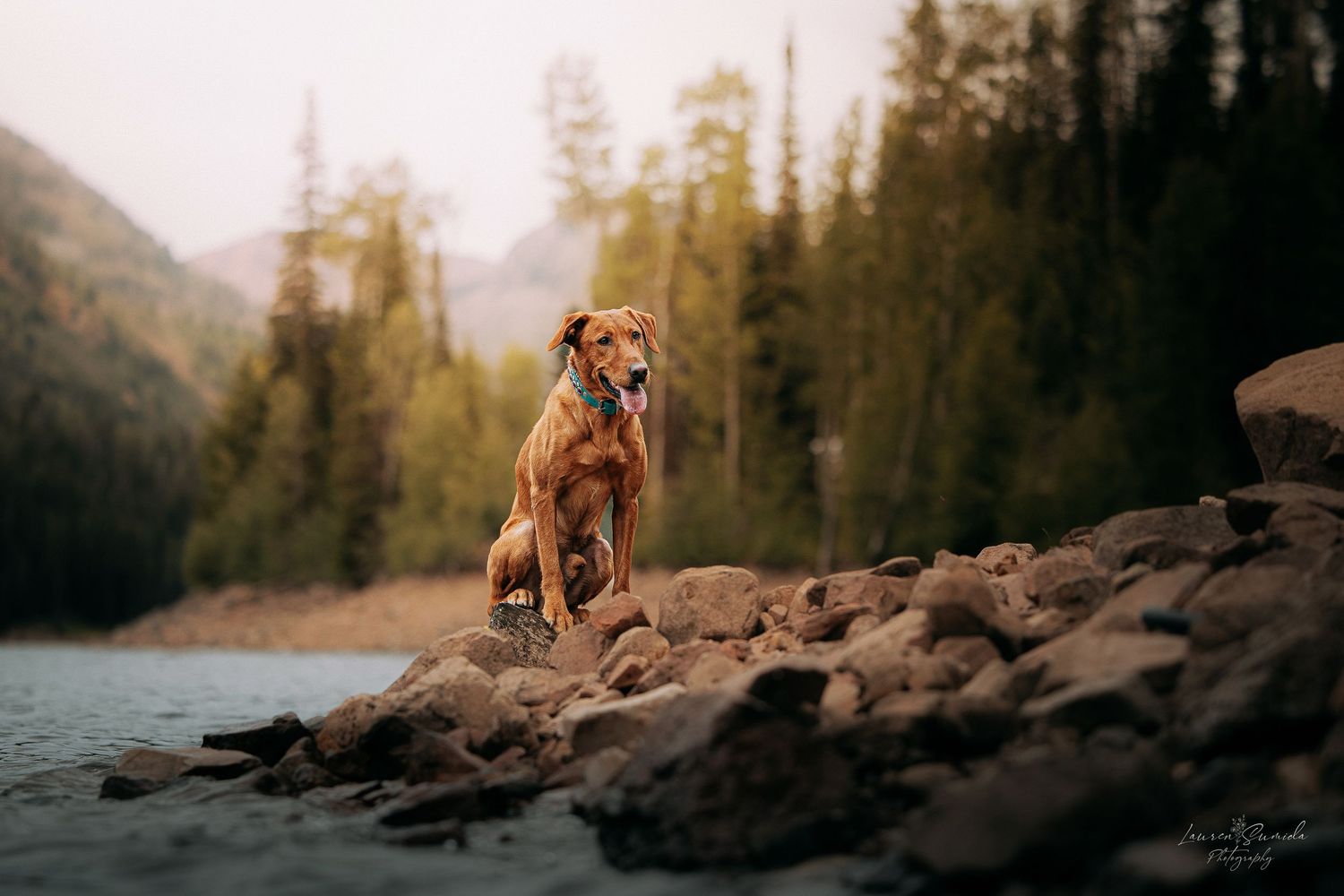 Dog resting on rocky shoreline with mountain lake and forest in background.