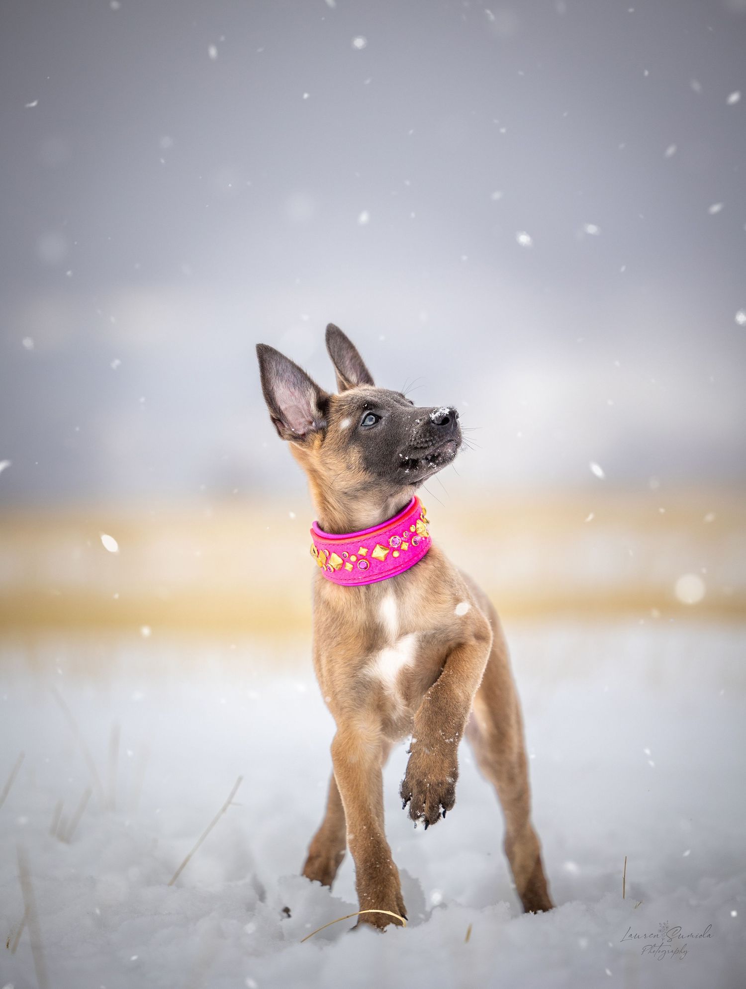 Belgian Malinois puppy wearing pink collar playing in fresh snow.