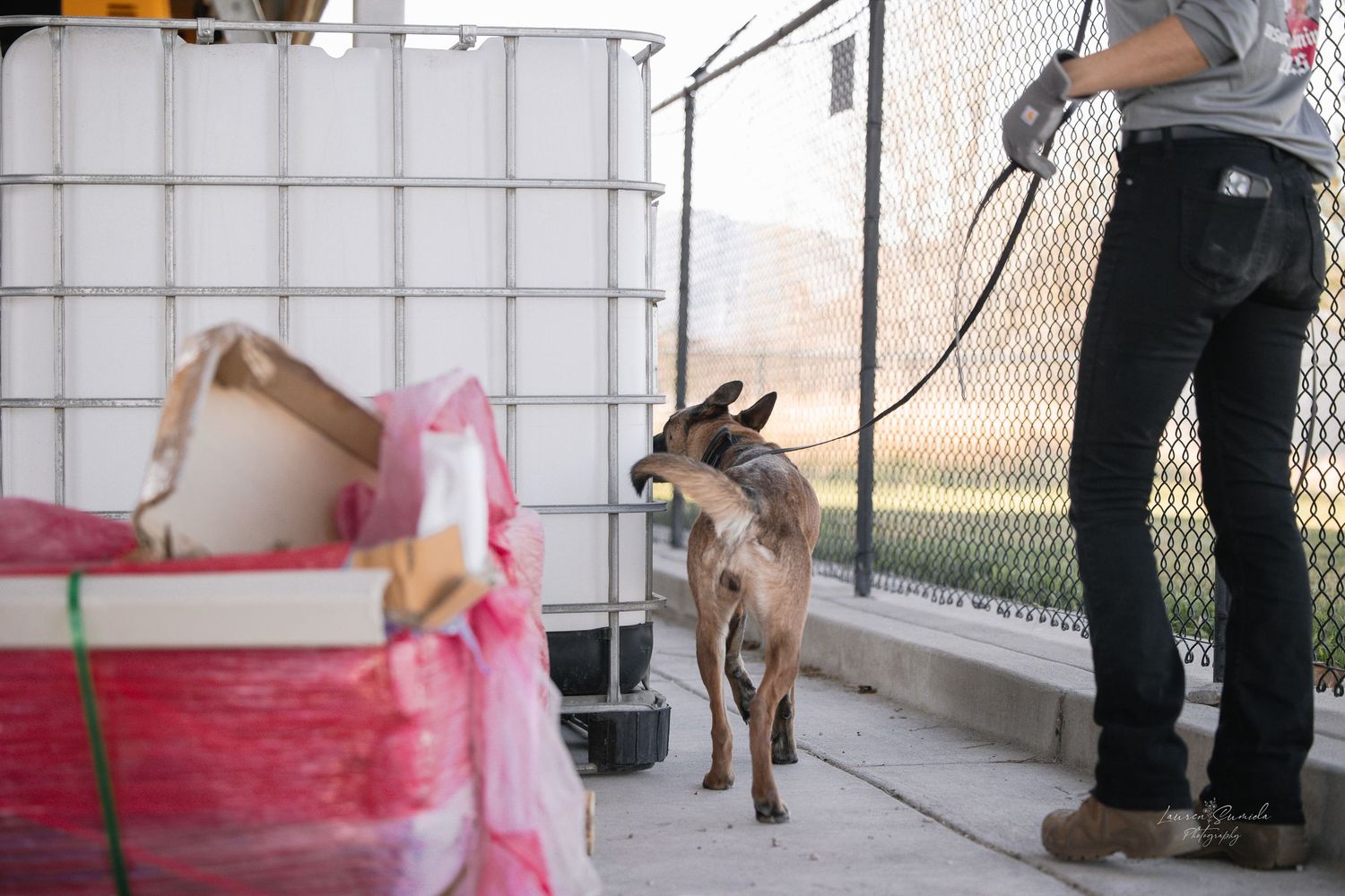 Police dog training session with red and white barriers in indoor facility.