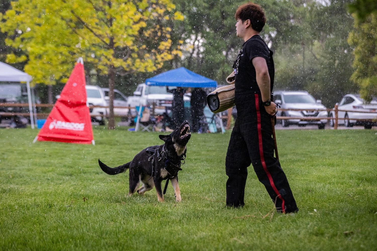 A German Shepherd performs obedience training with a handler on a grass field with event tents visible.