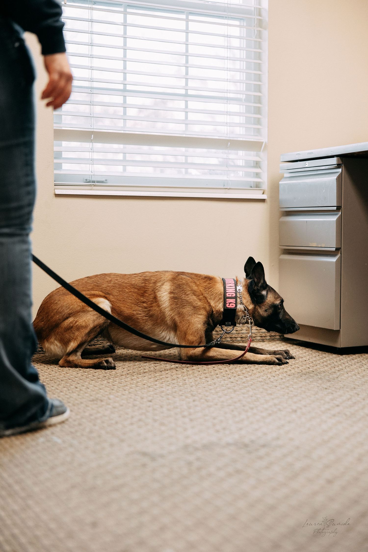 A golden retriever dog lying down on carpet during training with a leash attached.