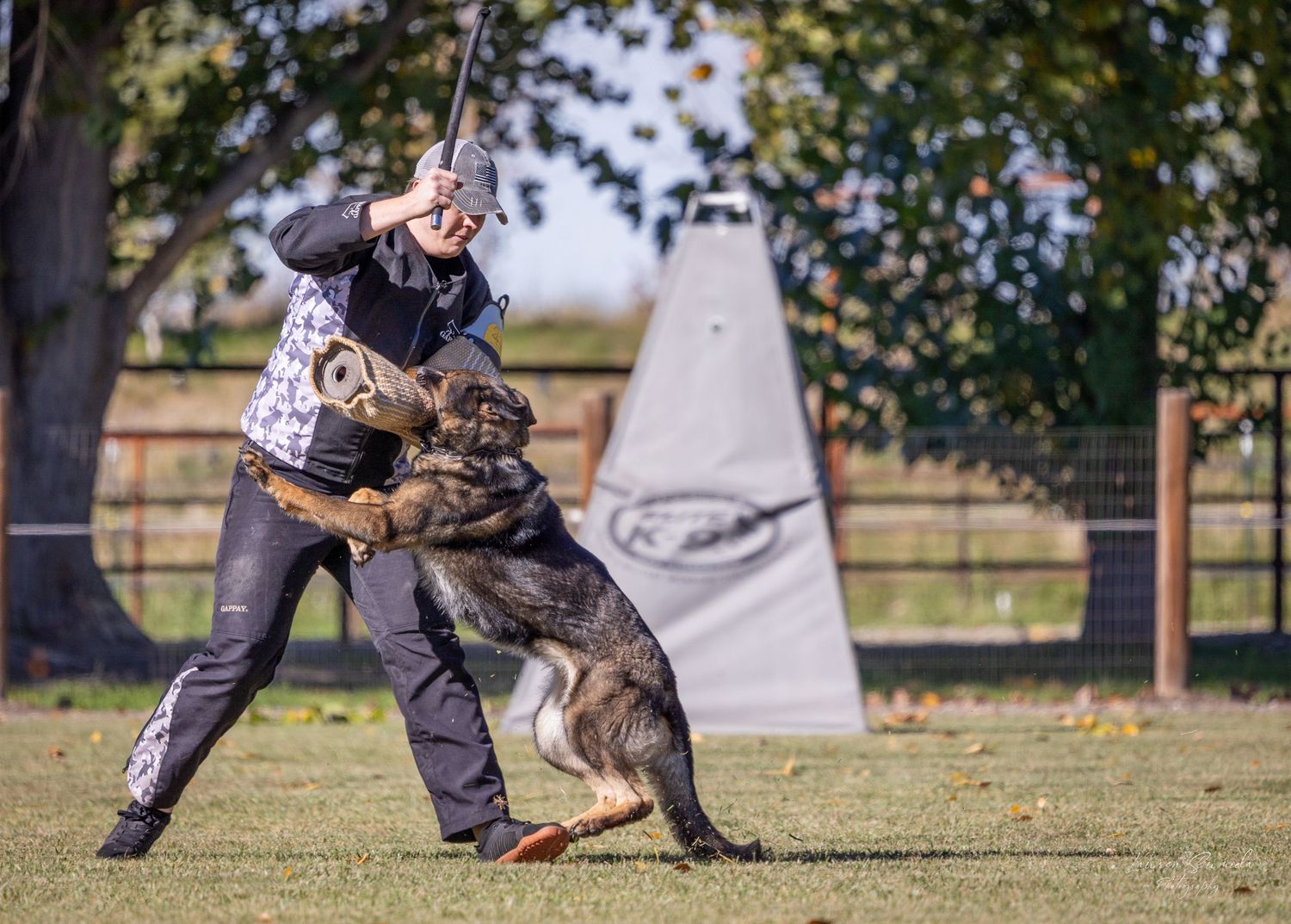 German Shepherd demonstrating protection training exercises with trainers in an outdoor setting.