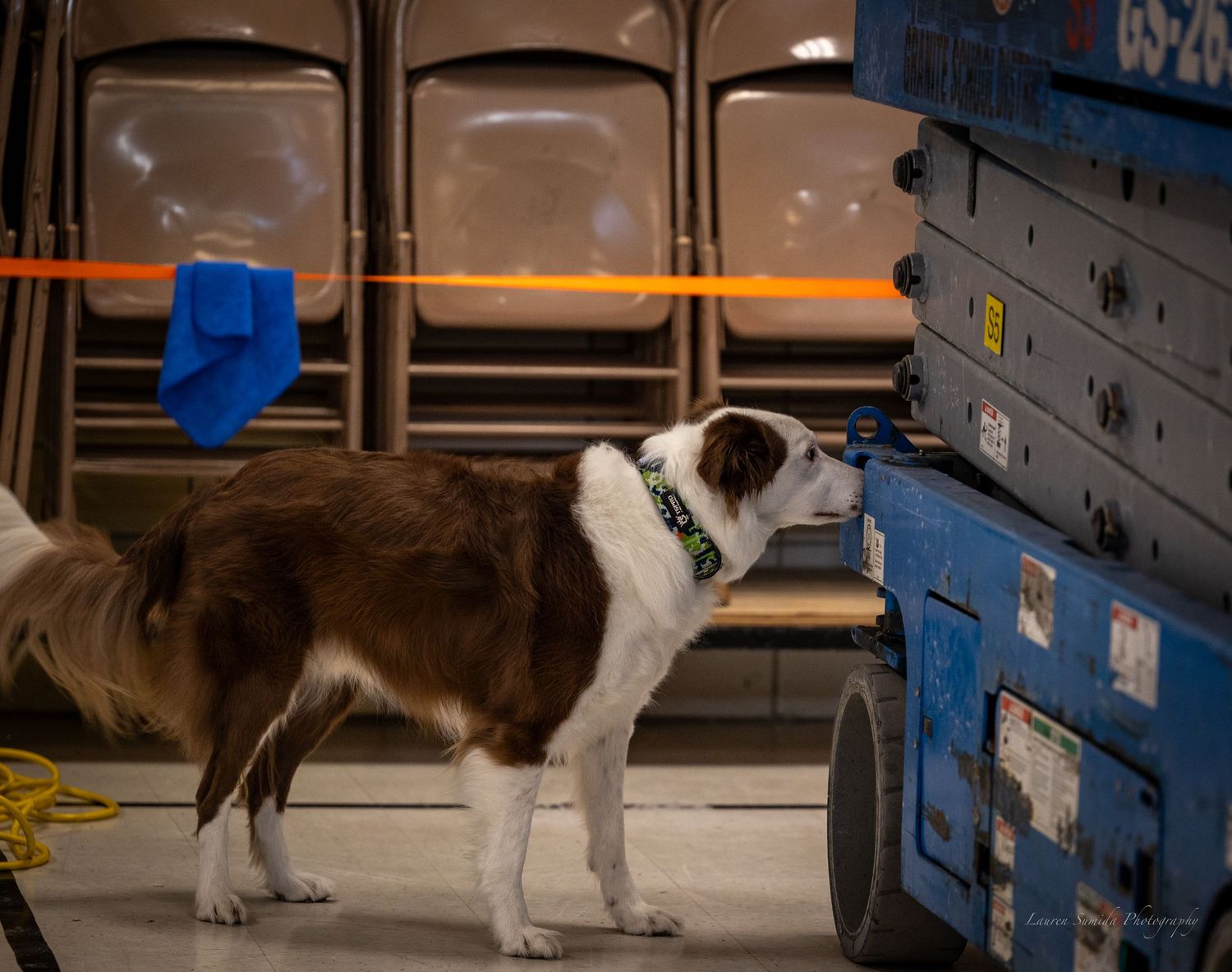 Dogs navigating through blue and white agility course equipment.