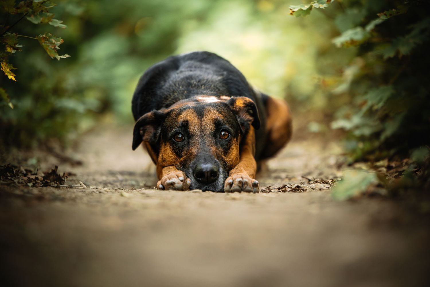 Dog rests peacefully on ground covered with autumn leaves.