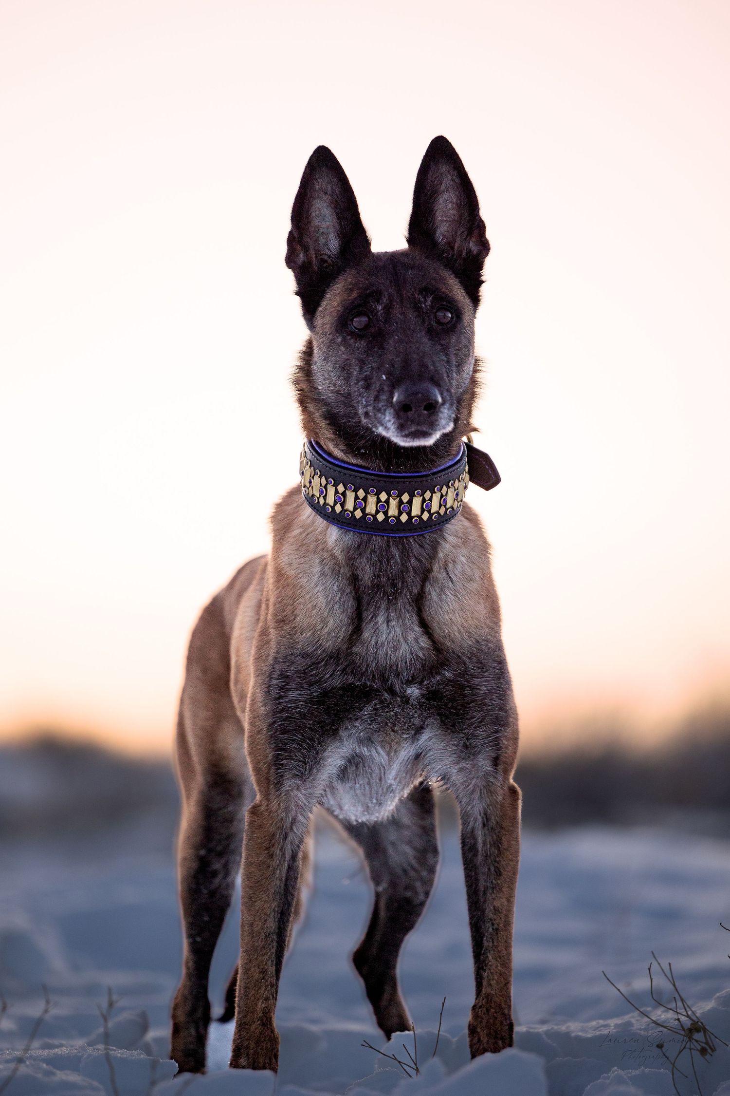 Belgian Malinois dog wearing decorative collar stands alert against light background.