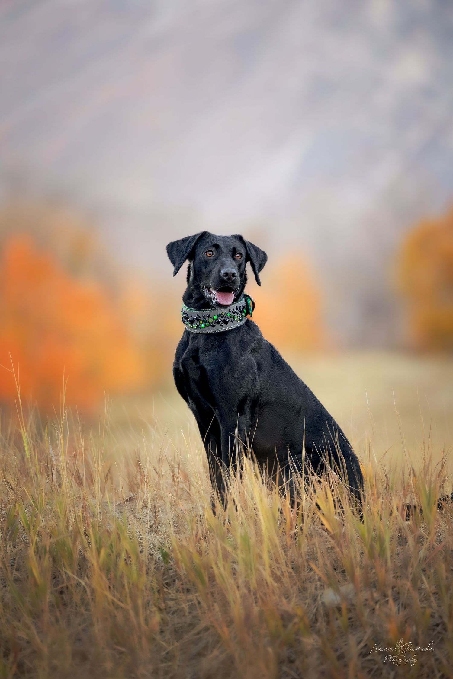 Black Labrador Retriever wearing collar sits elegantly in autumn field of tall grass.