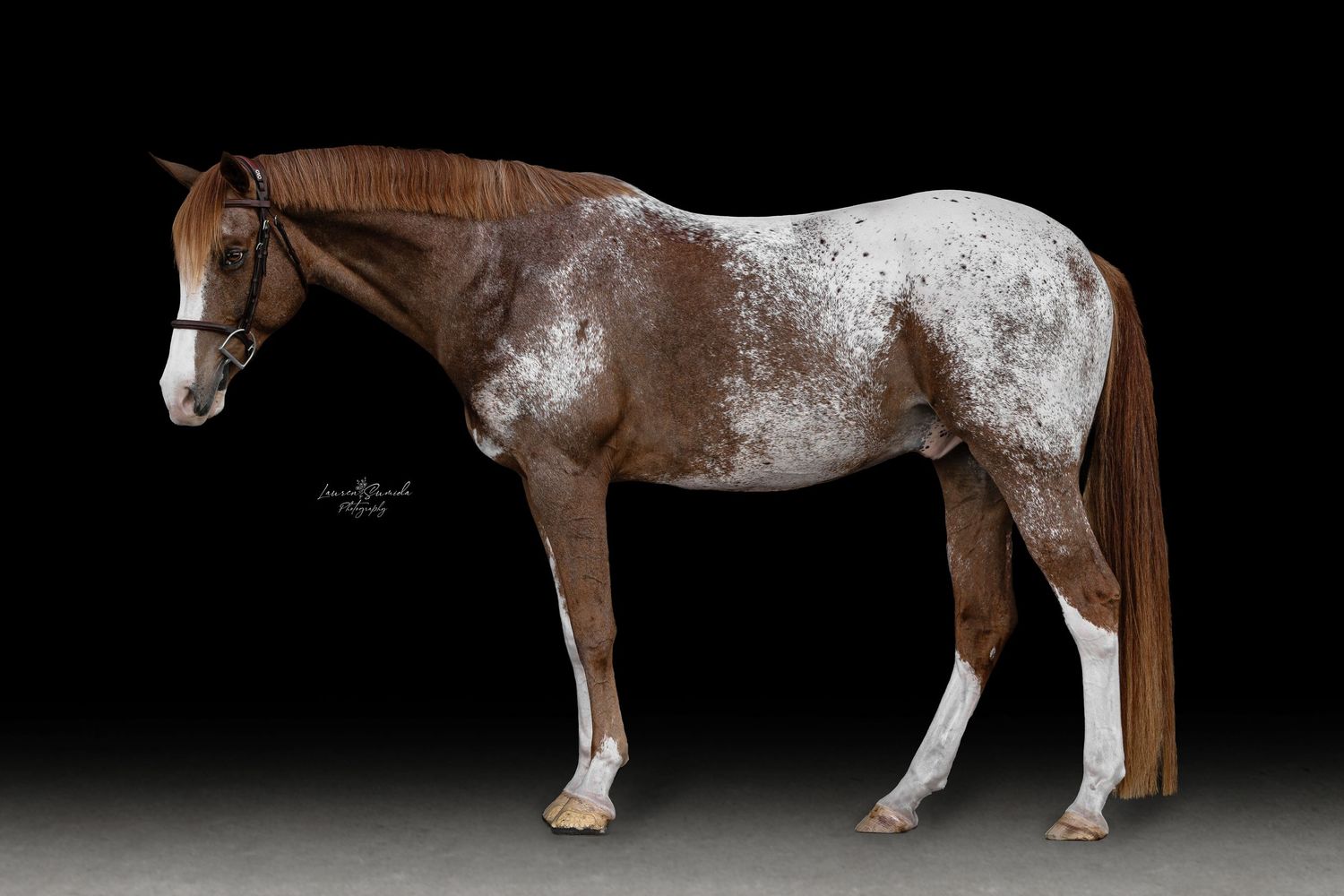 Professional studio photographs of horses displaying their natural beauty against dark backgrounds.