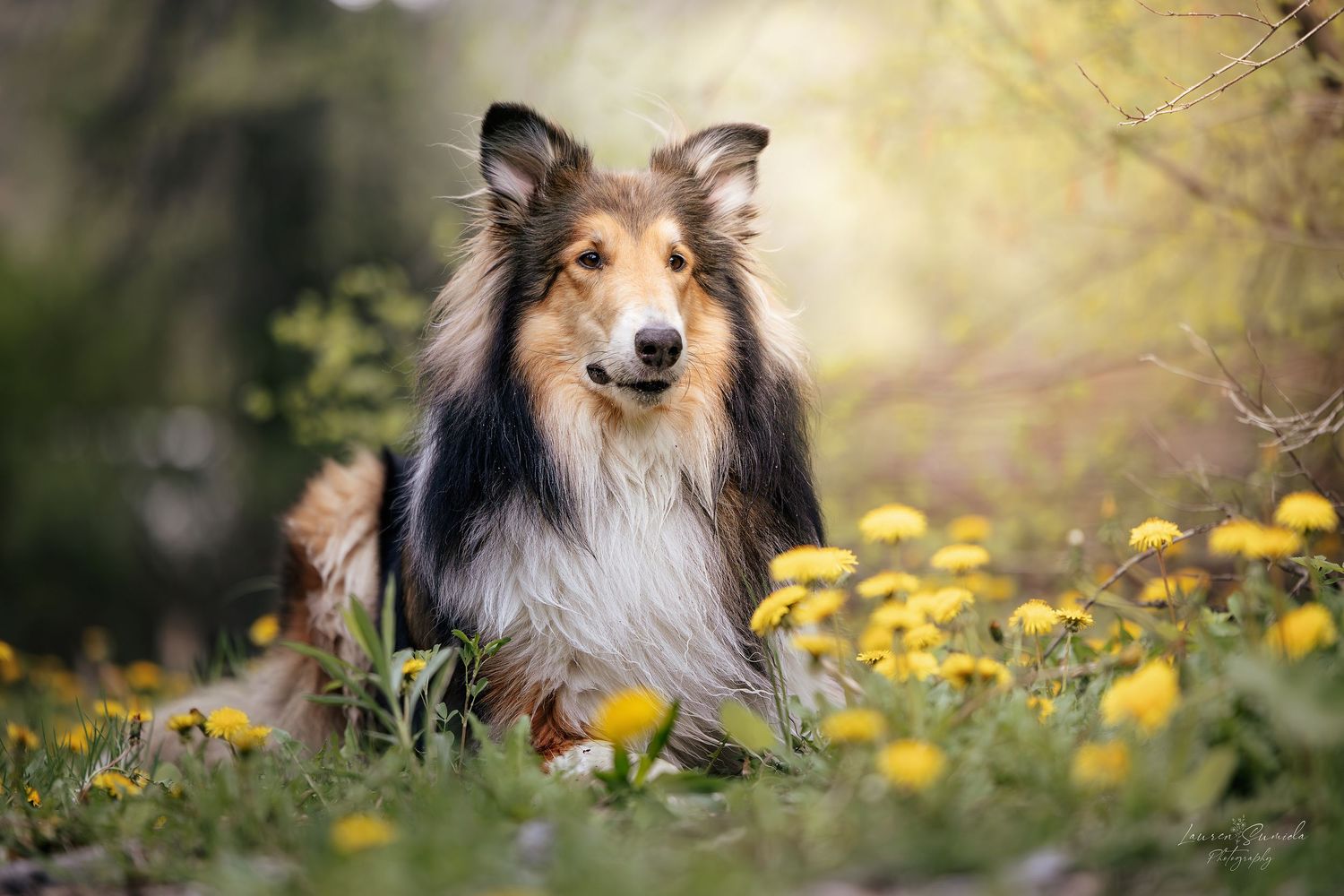 Shetland Sheepdog rests among yellow wildflowers in soft natural lighting.