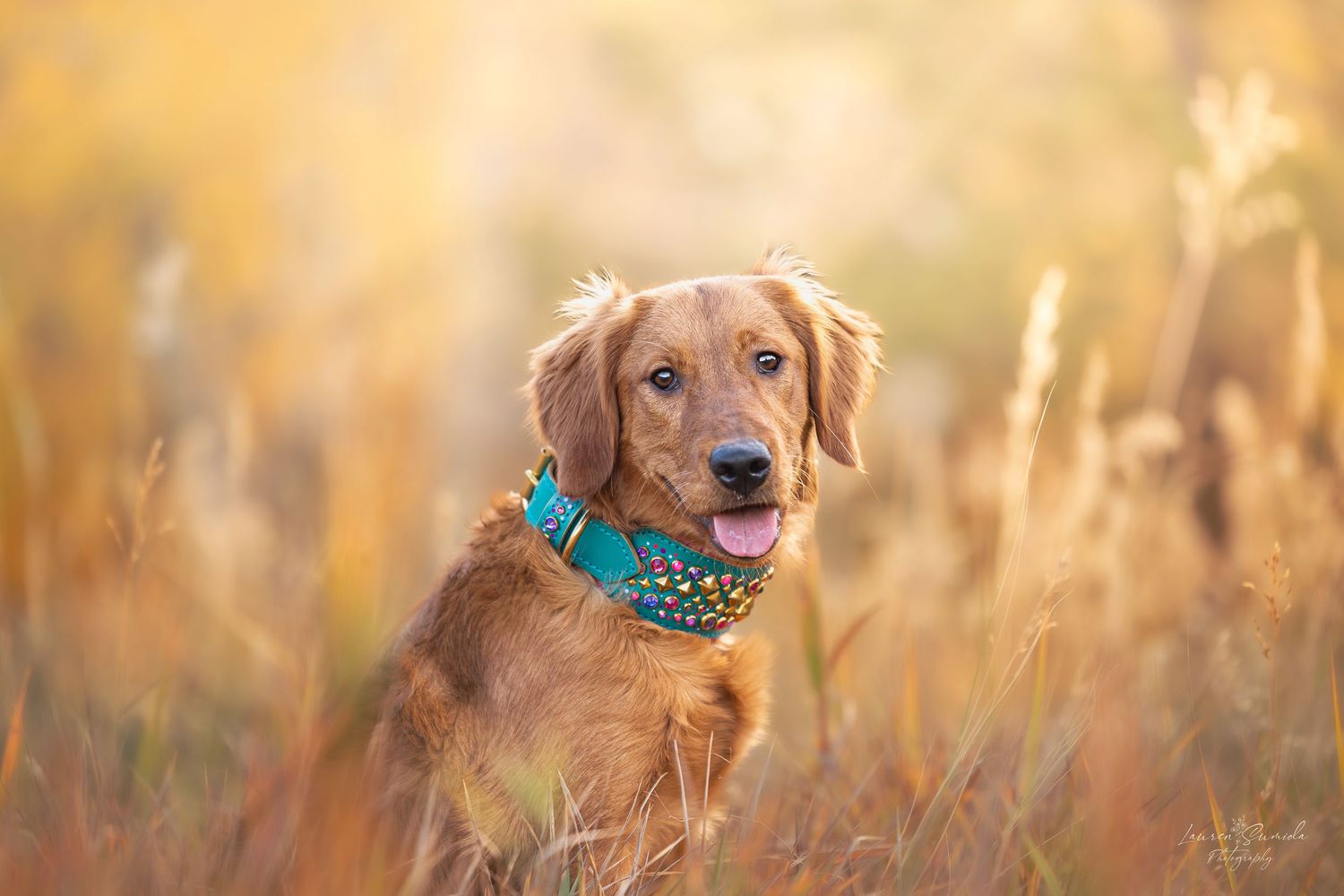 Happy golden retriever dog wearing blue collar in autumn field at sunset.