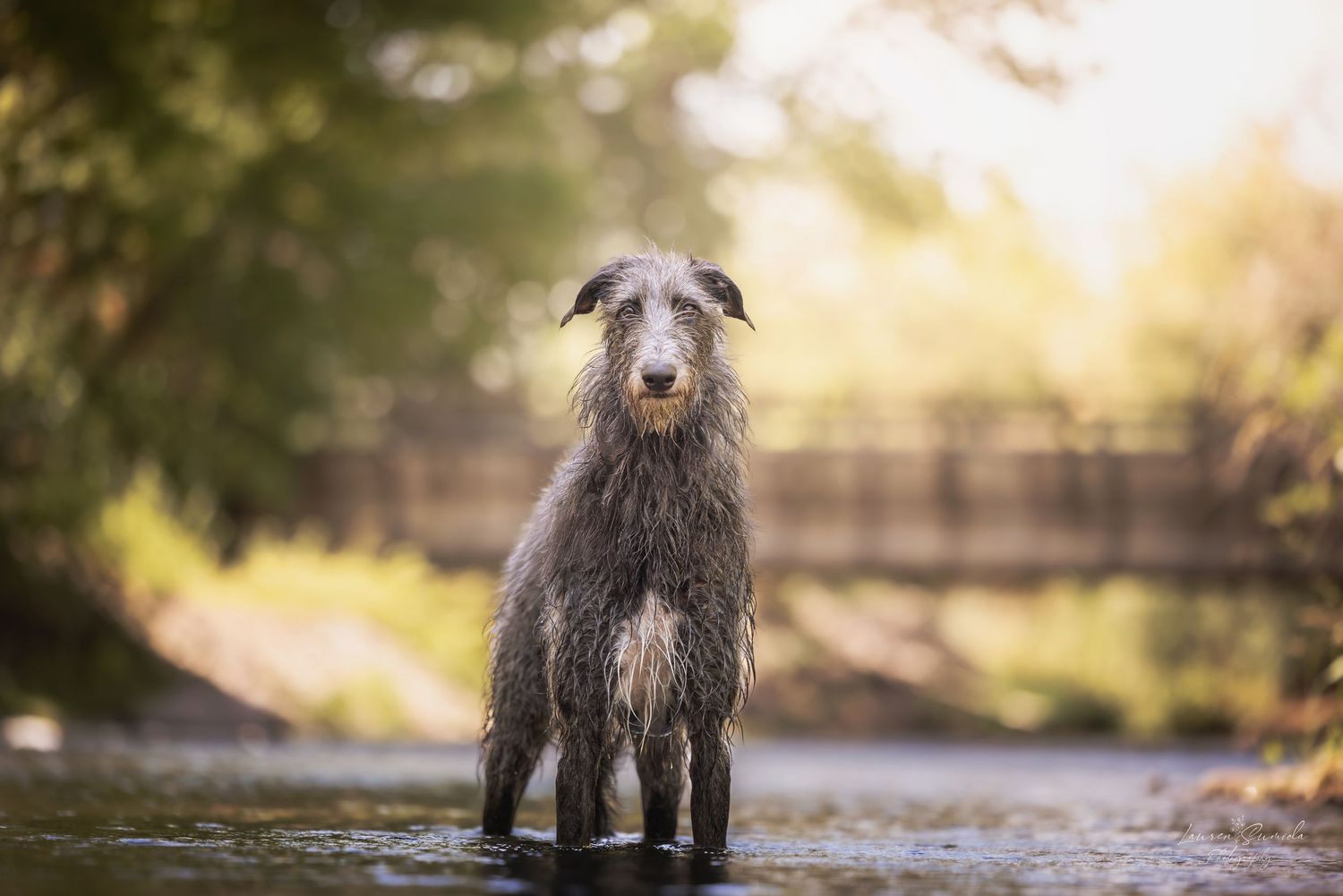 Scruffy terrier dog standing on outdoor path in autumn setting.