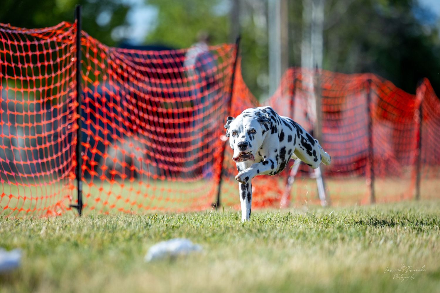 Spotted dog running at full speed along orange safety netting in bright sunlight.