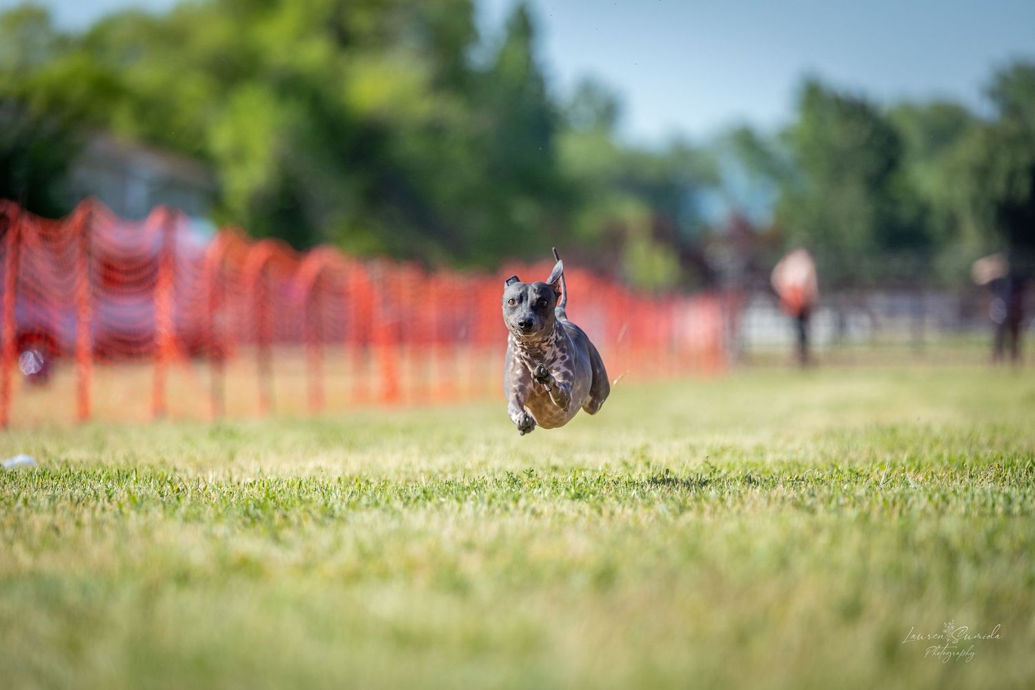 Dog racing across green grass with orange mesh fencing creating a course boundary.