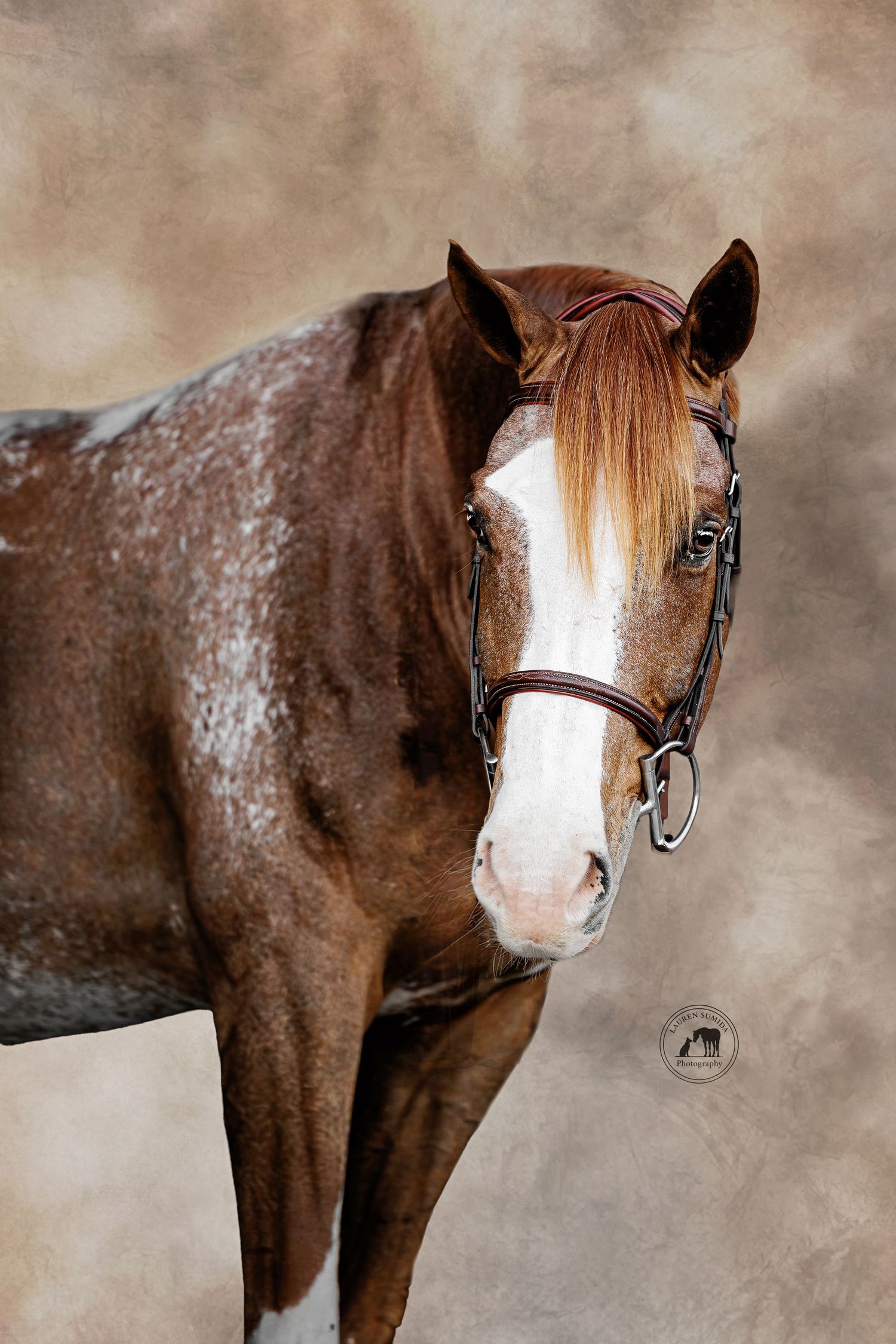 Roan colored horse with white blaze marking shown in profile against brown backdrop.
