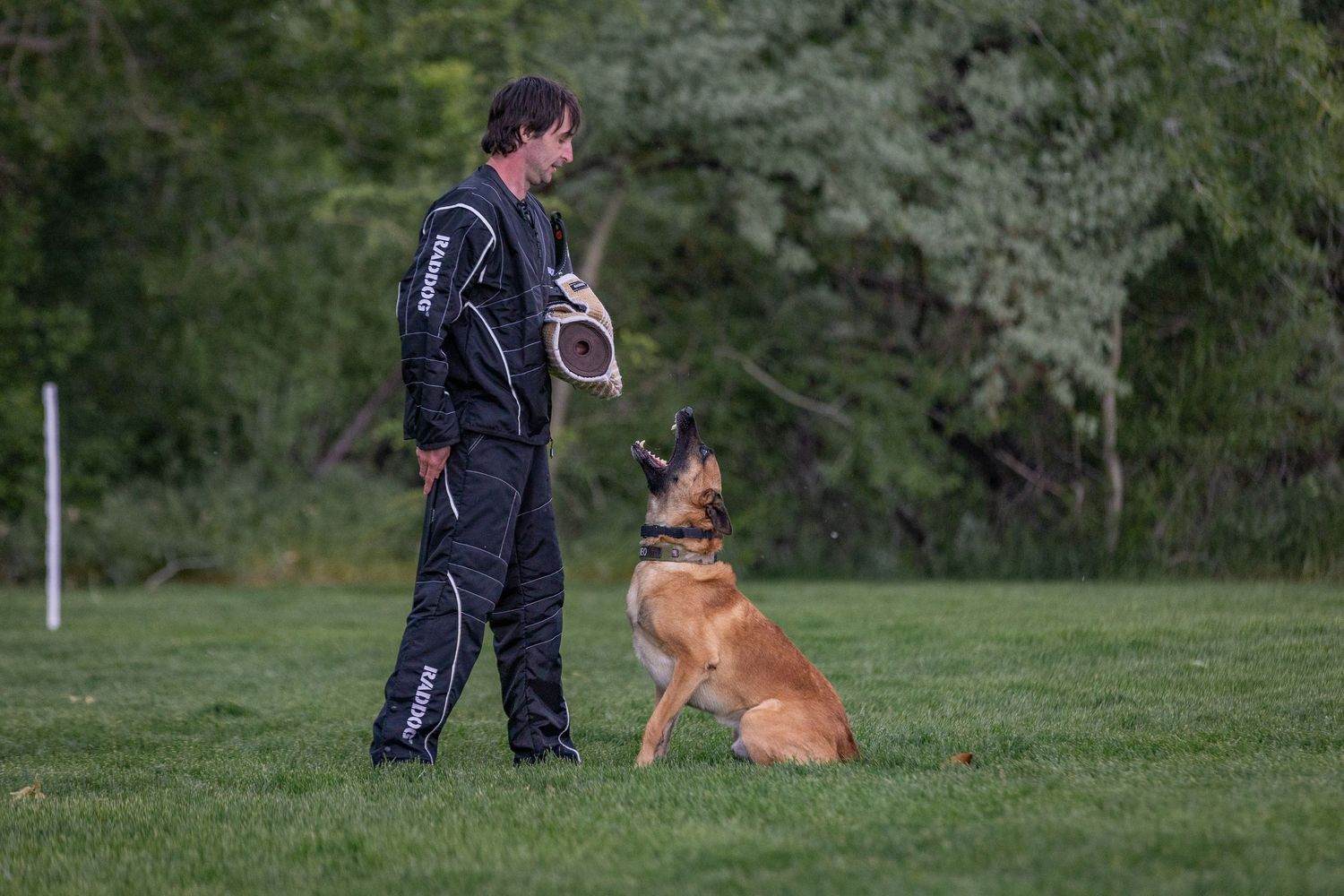 Handler gives commands to attentive police dog during training session.